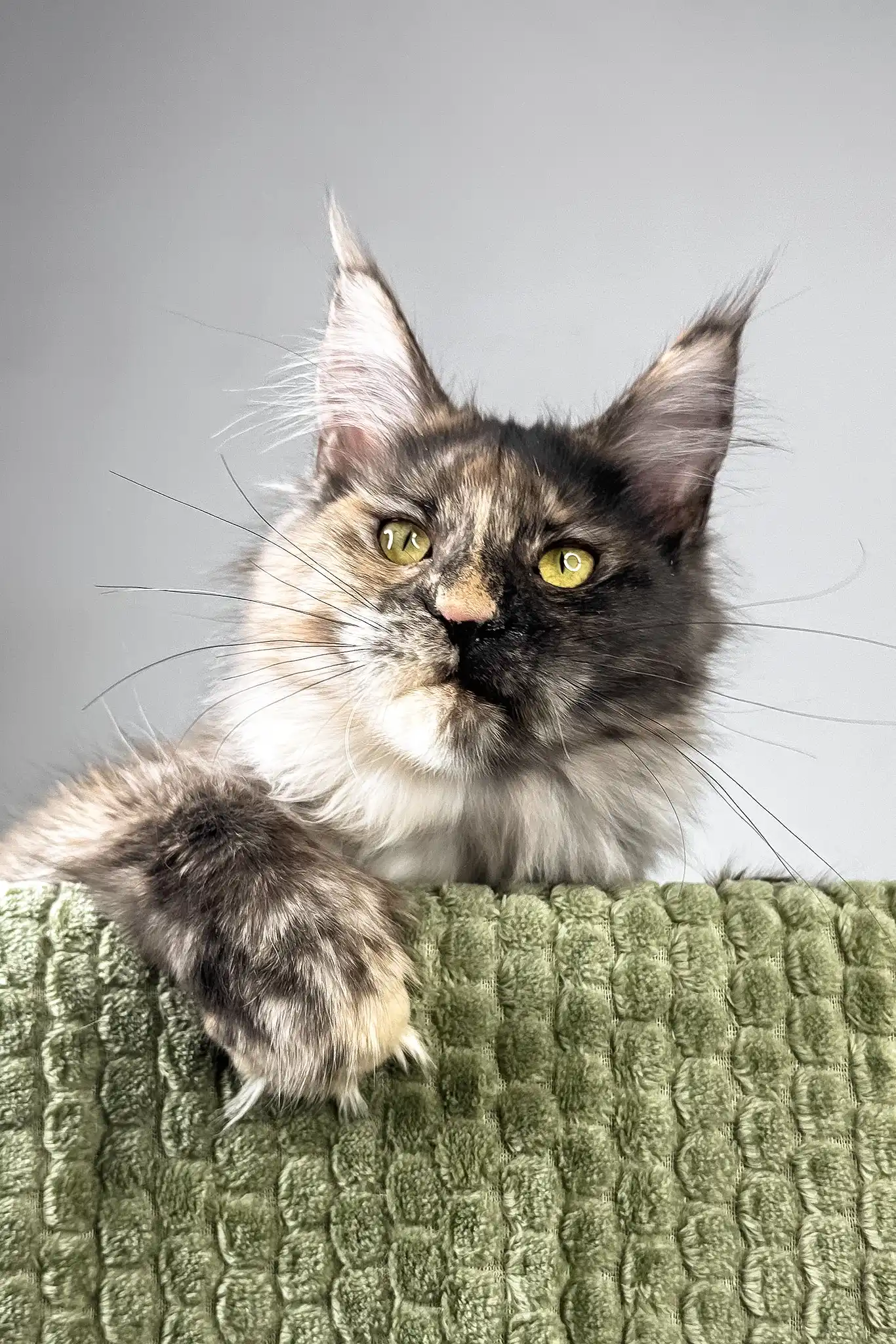 Dolores | Polydactyl Maine Coon Kitten - Image 3