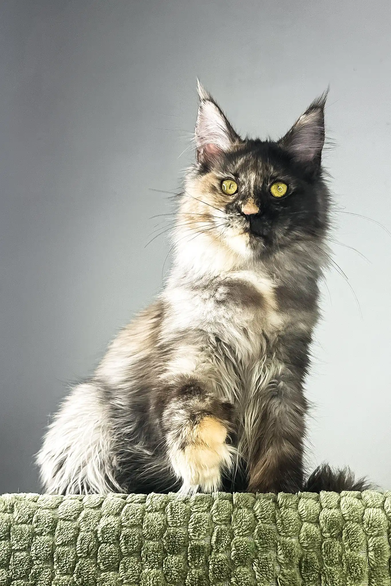 Dolores | Polydactyl Maine Coon Kitten - Image 4