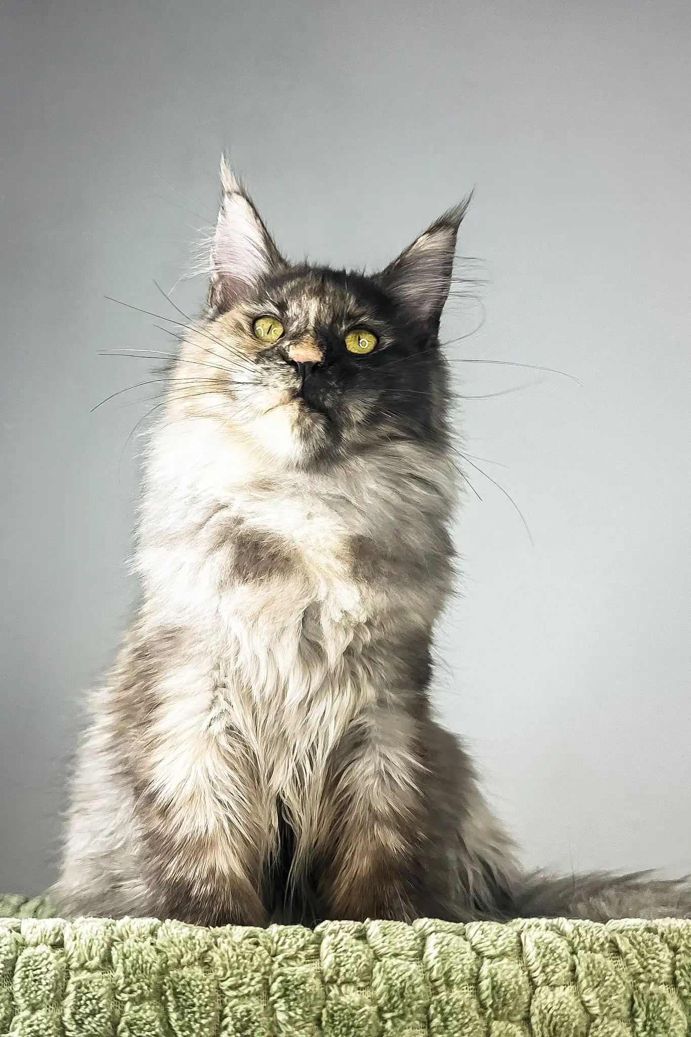 Dolores | Polydactyl Maine Coon Kitten - Image 7