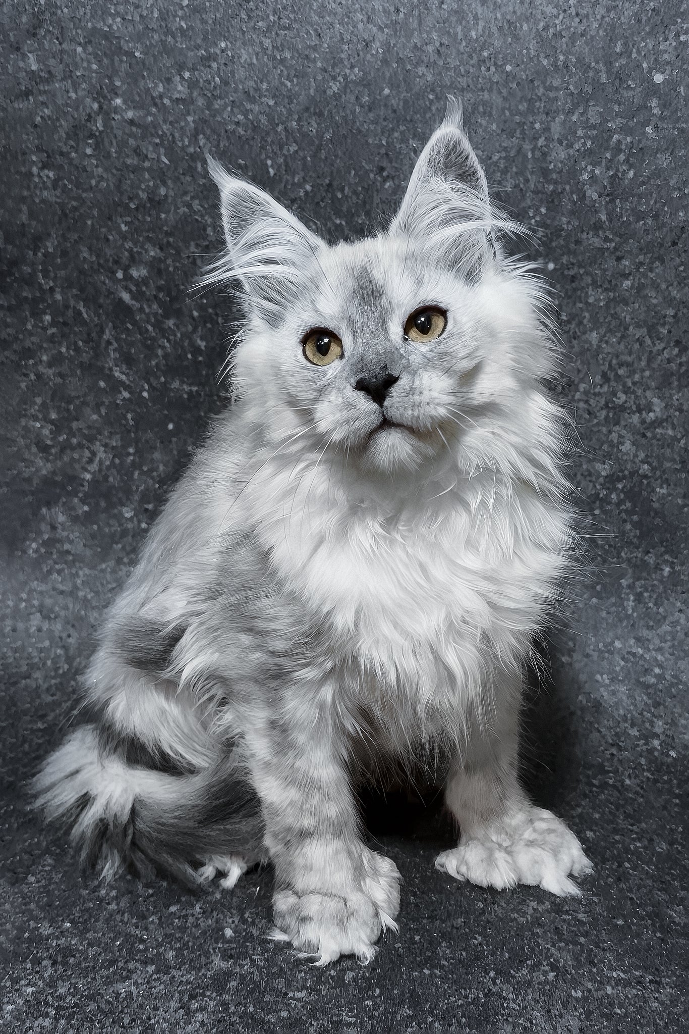 Hardy | Polydactyl Maine Coon Kitten - Image 3