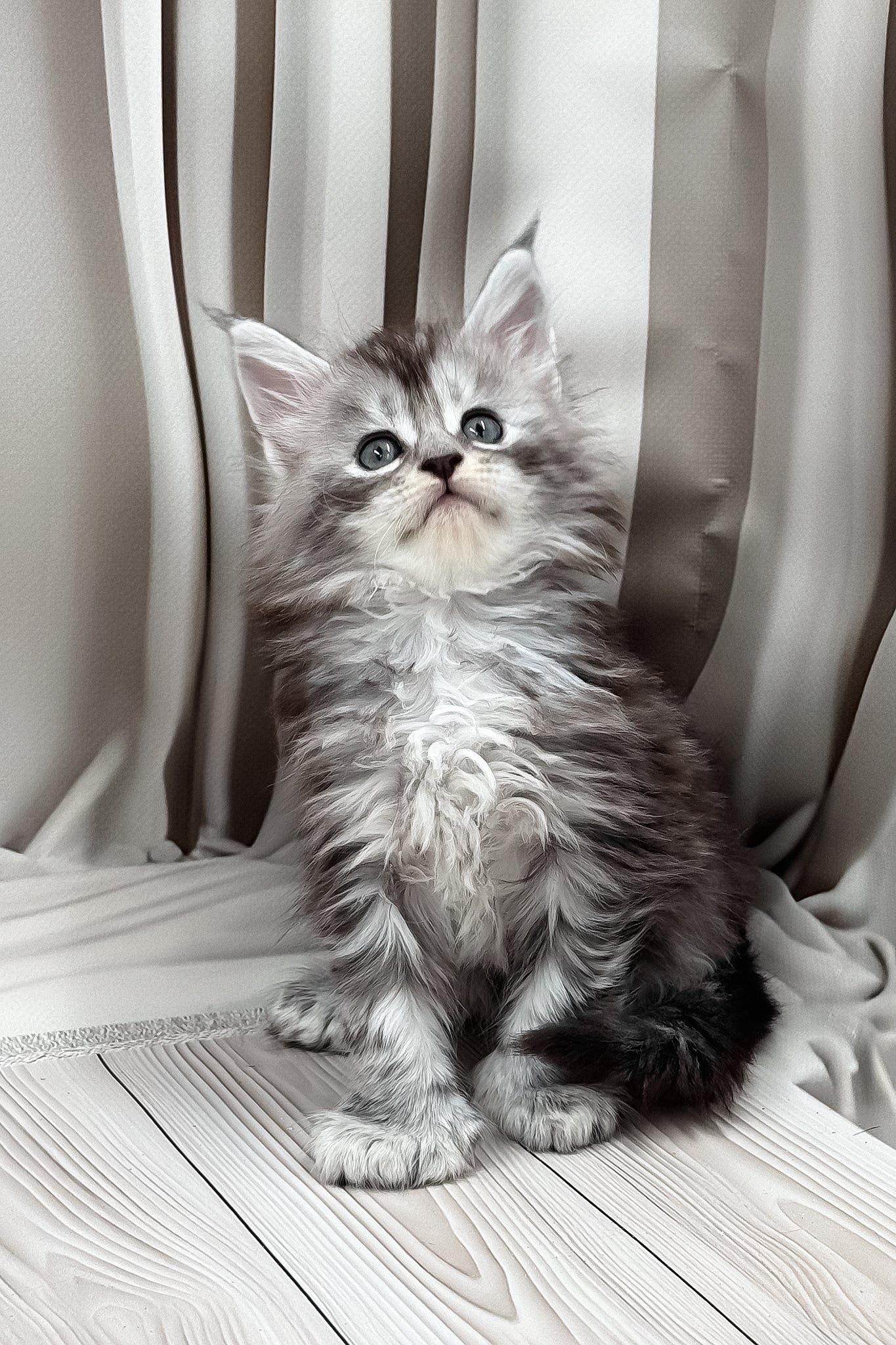 Henrietta | Polydactyl Maine Coon Kitten - Image 9