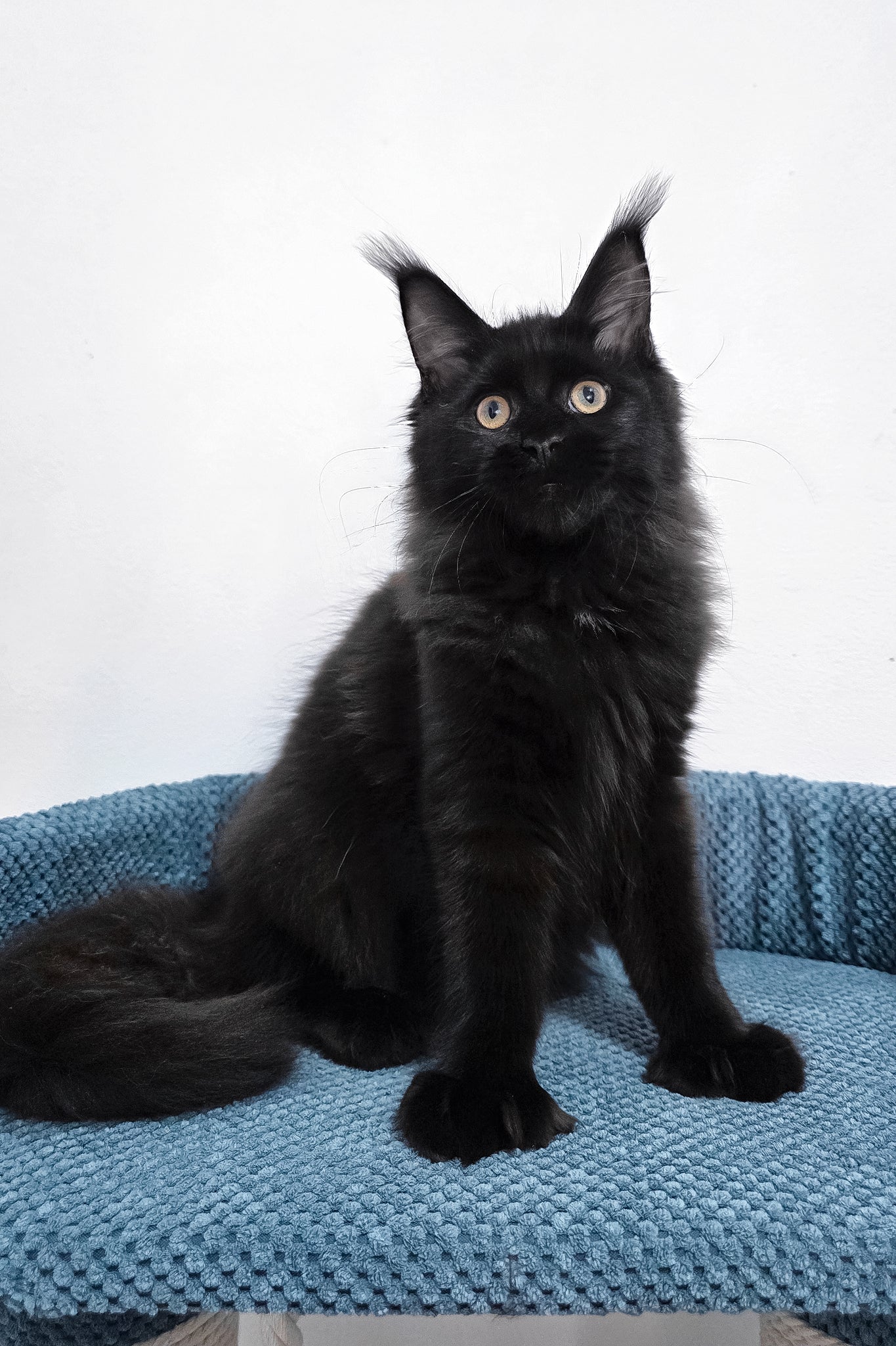 Kamala | Polydactyl Maine Coon Kitten - Image 2