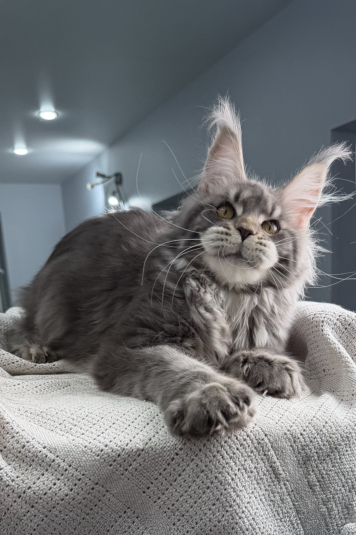 Karate | Polydactyl Maine Coon Kitten - Image 11
