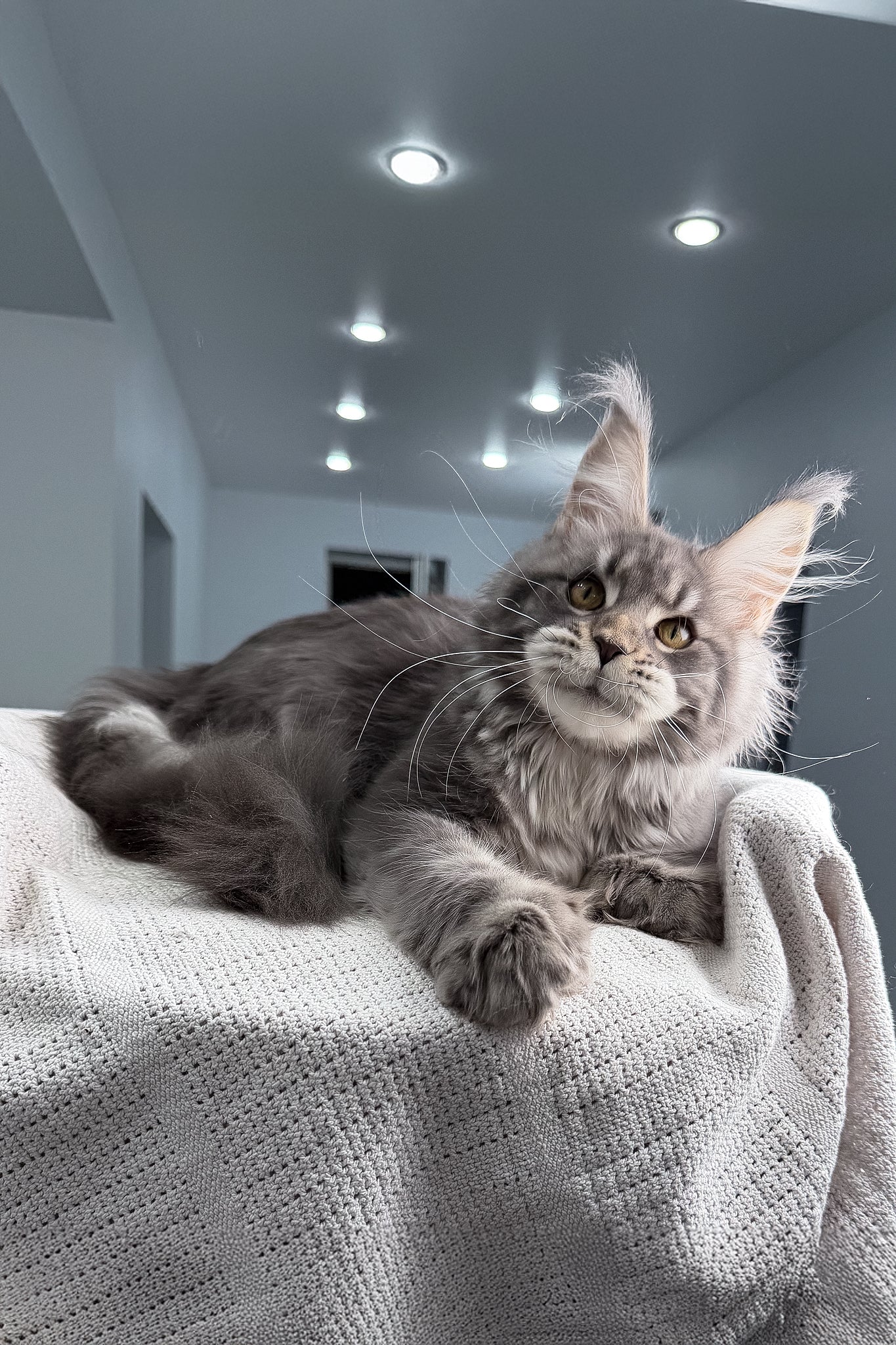 Karate | Polydactyl Maine Coon Kitten - Image 5