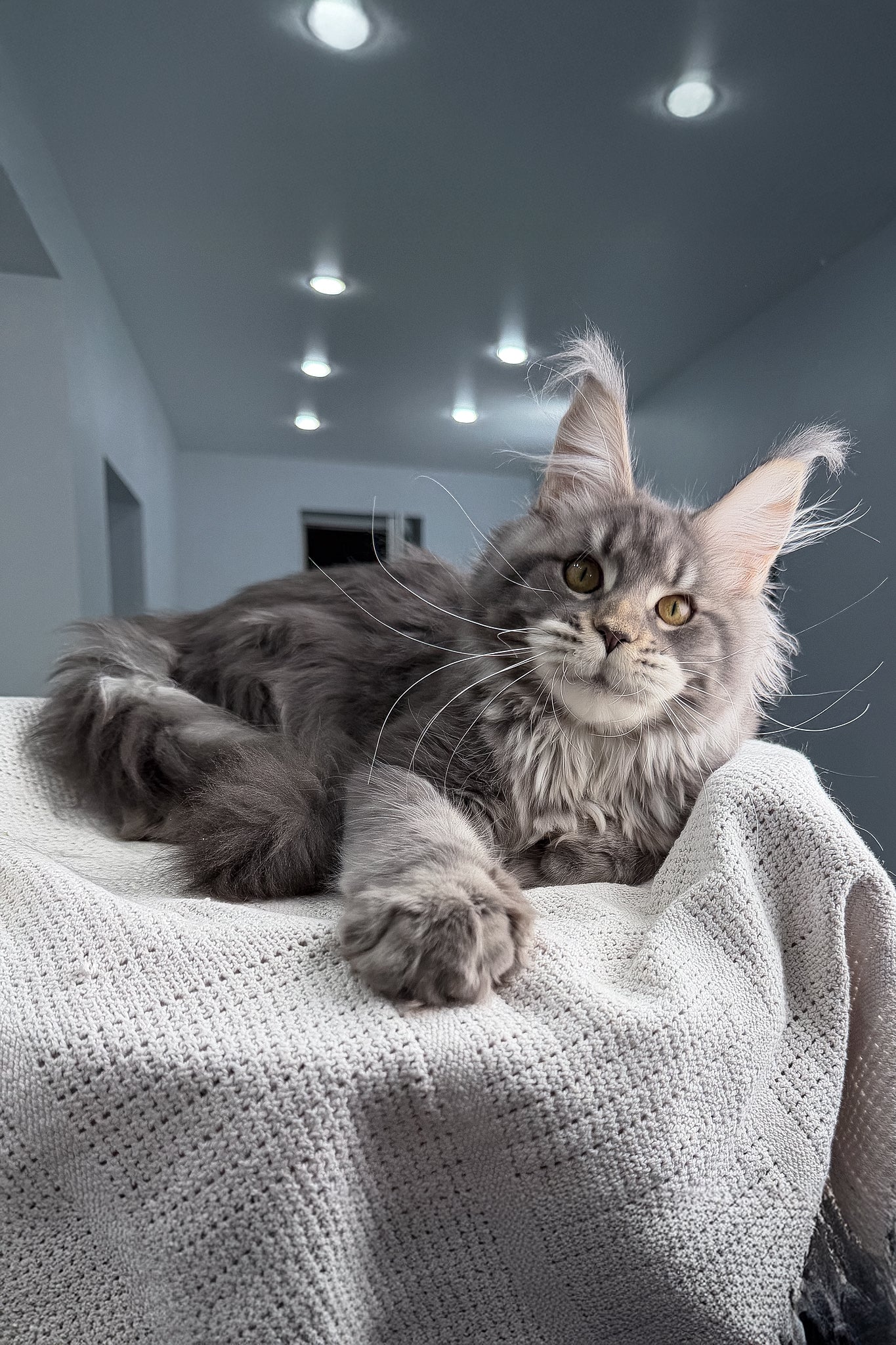 Karate | Polydactyl Maine Coon Kitten - Image 8