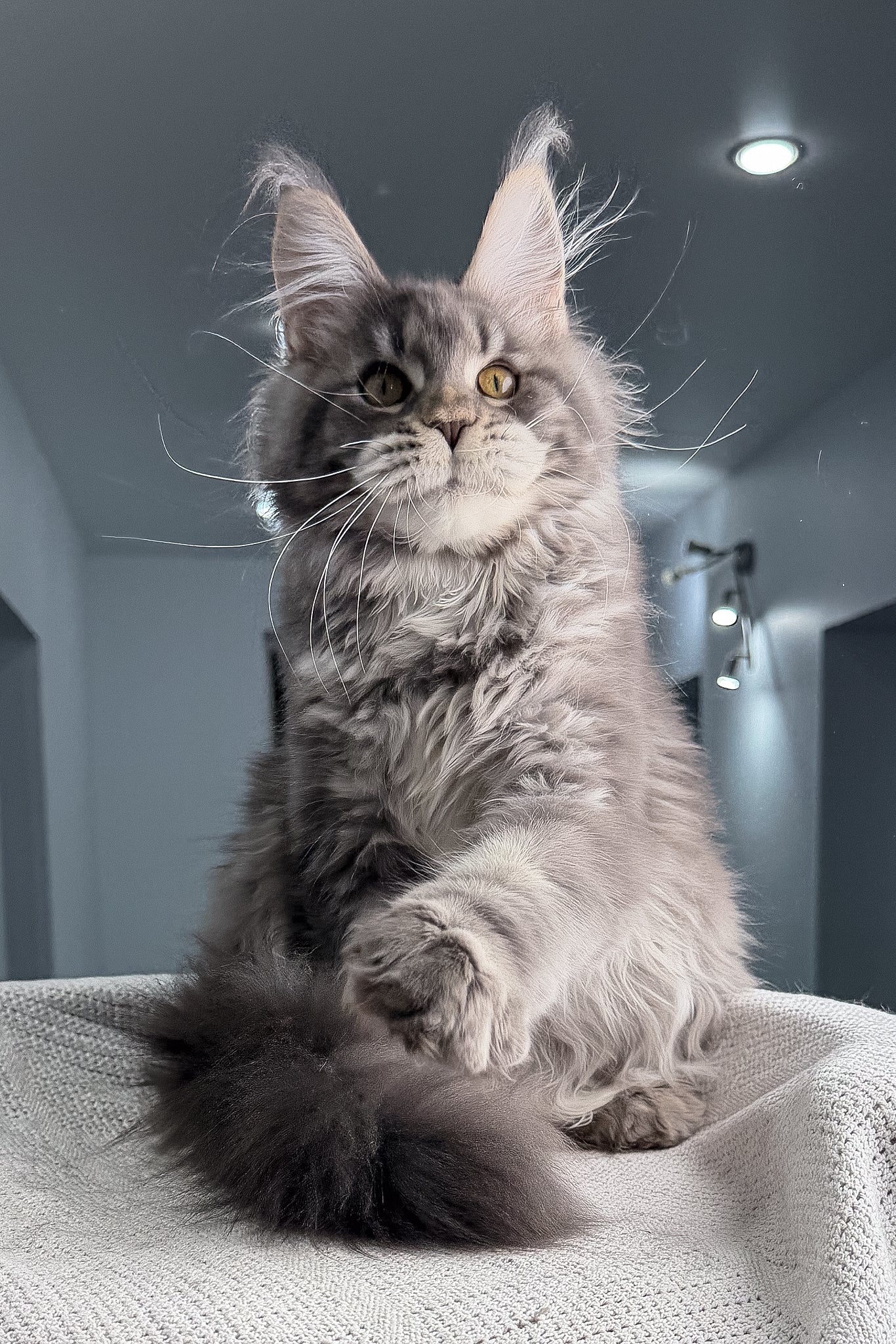 Karate | Polydactyl Maine Coon Kitten - Image 9