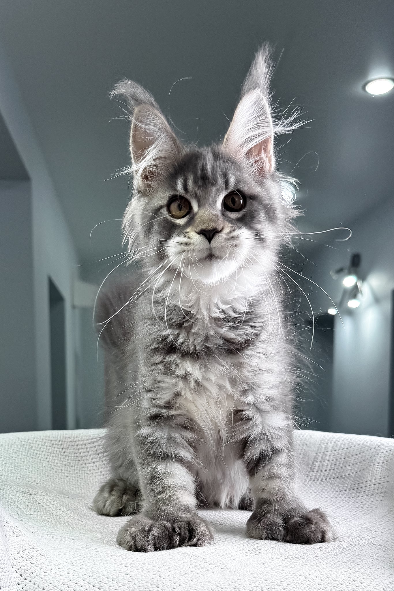 Karine | Polydactyl Maine Coon Kitten - Image 9