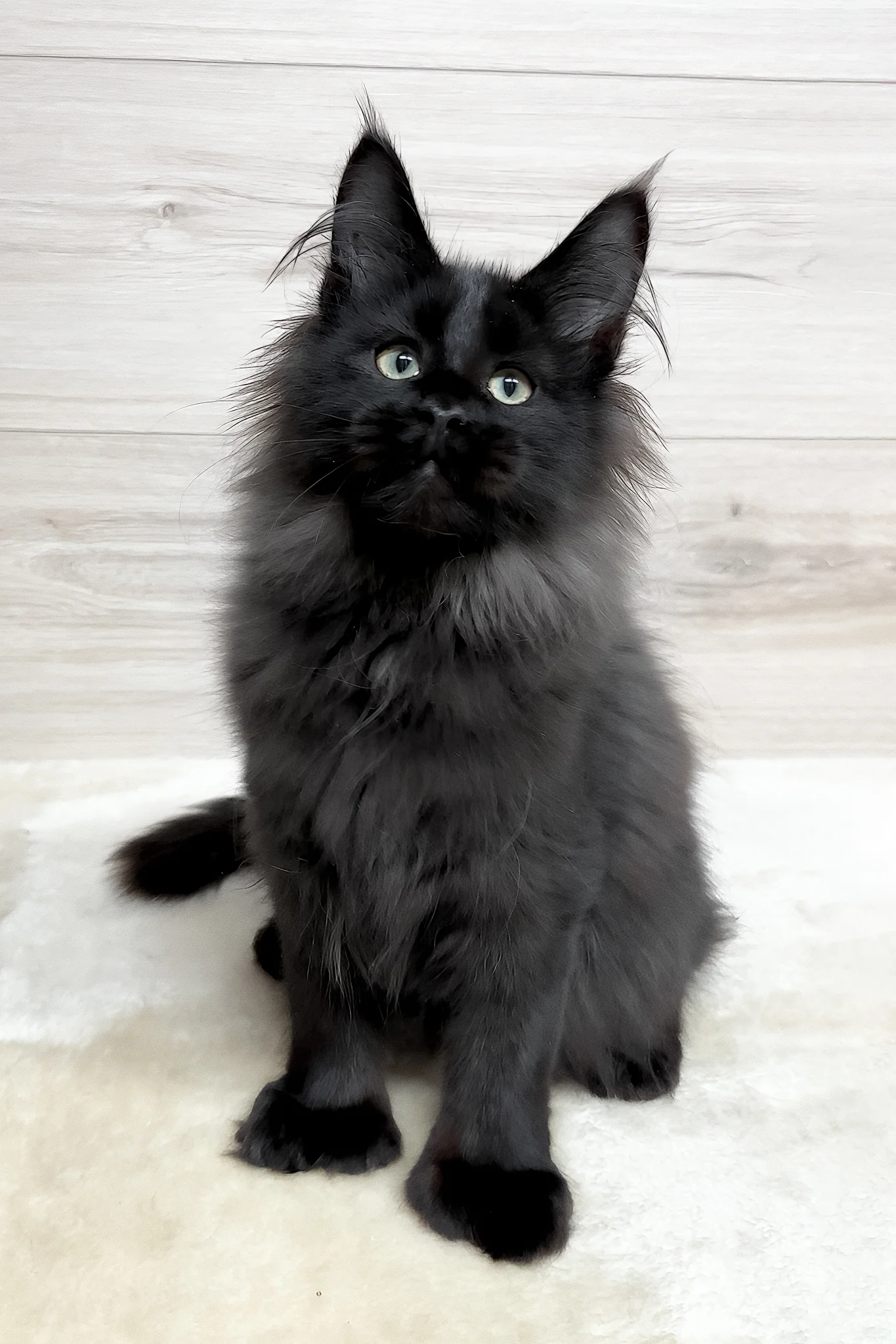 Klava | Polydactyl Maine Coon Kitten - Image 4