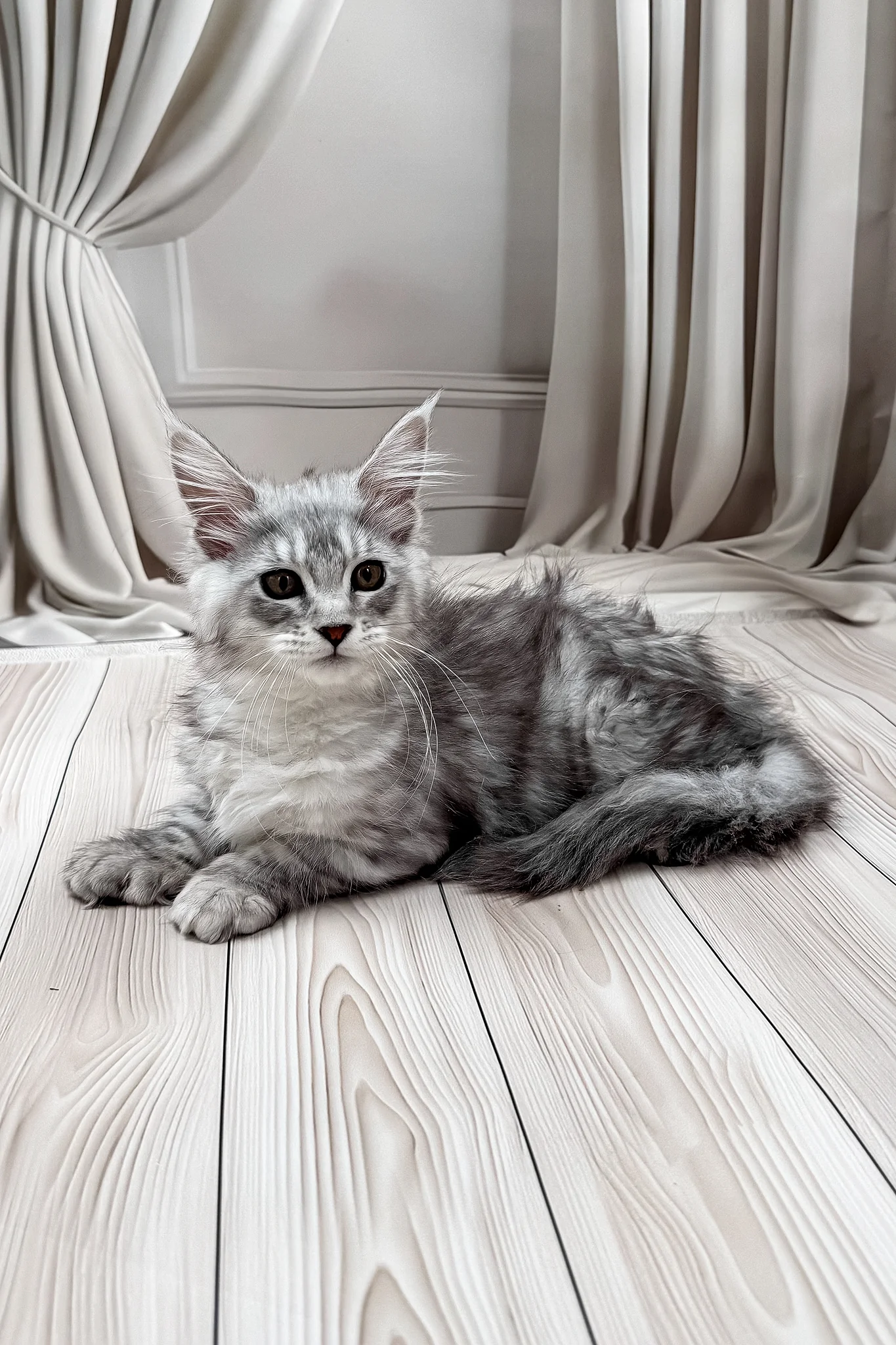Lina | Polydactyl Maine Coon Kitten - Image 5
