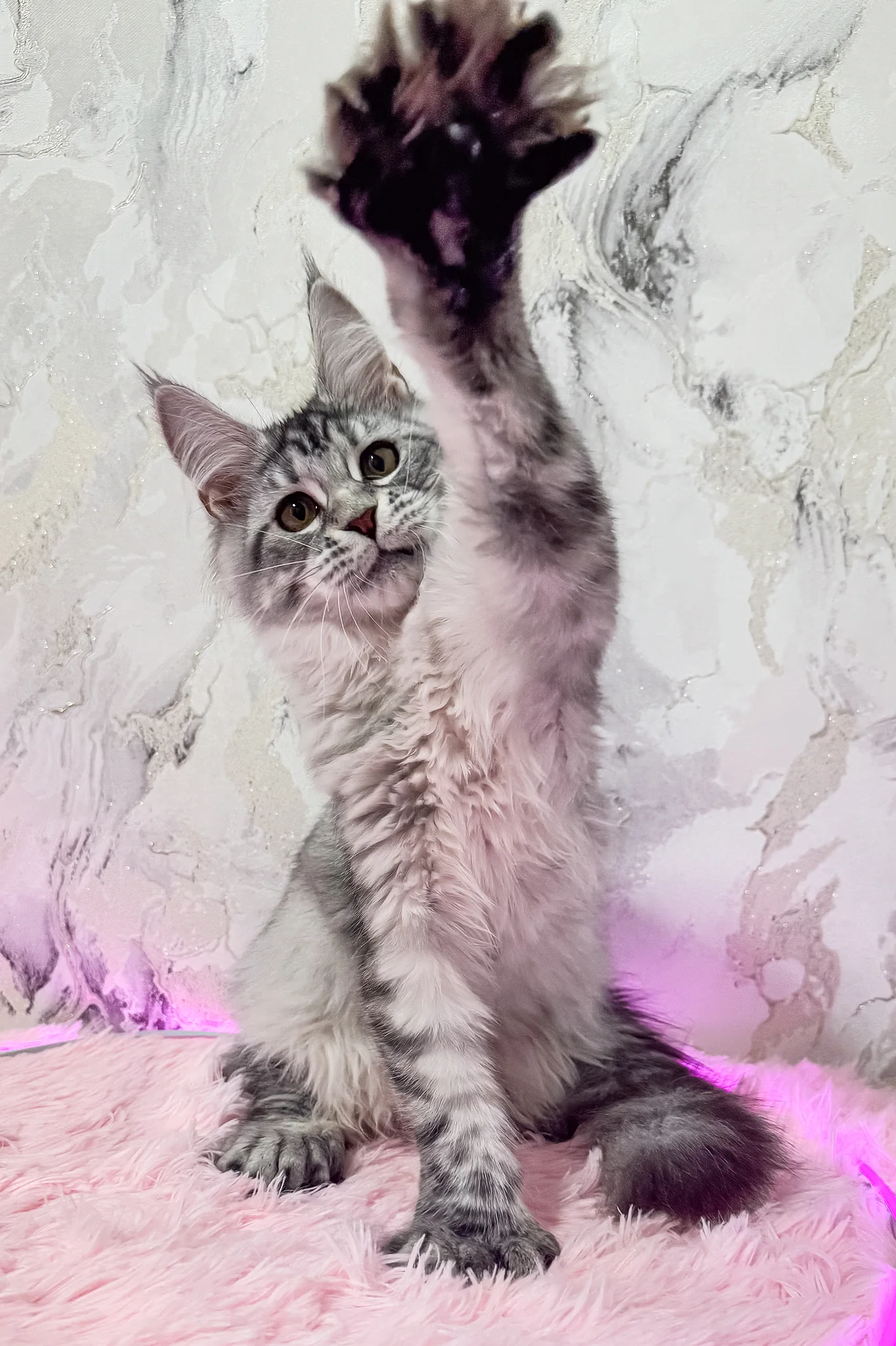 Lindsay | Polydactyl Maine Coon Kitten - Image 2