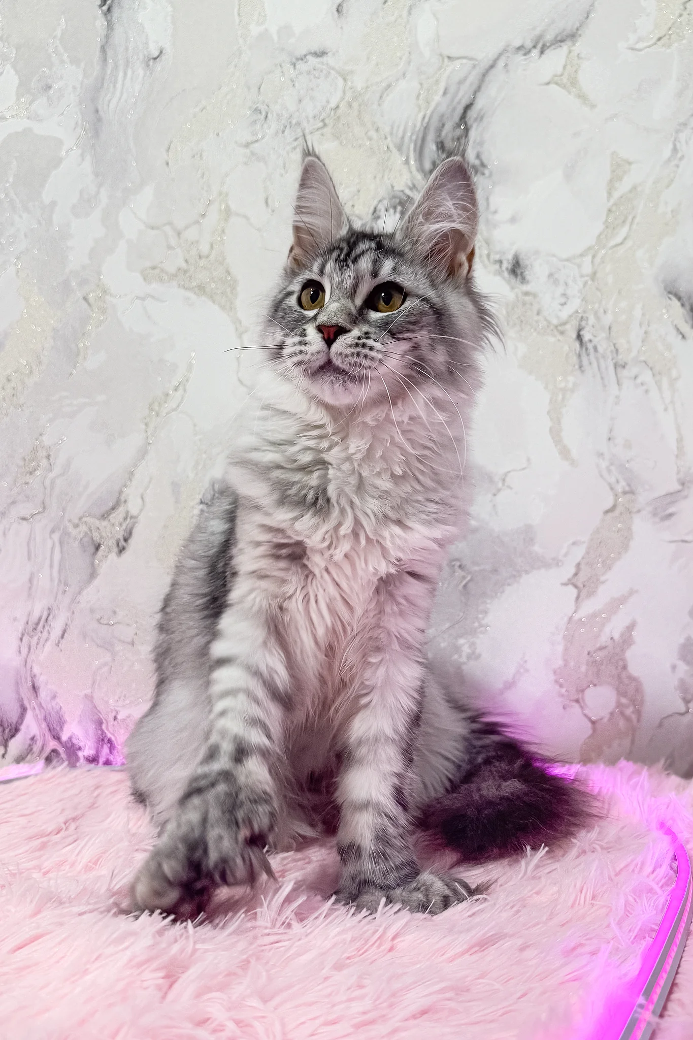 Lindsay | Polydactyl Maine Coon Kitten - Image 3