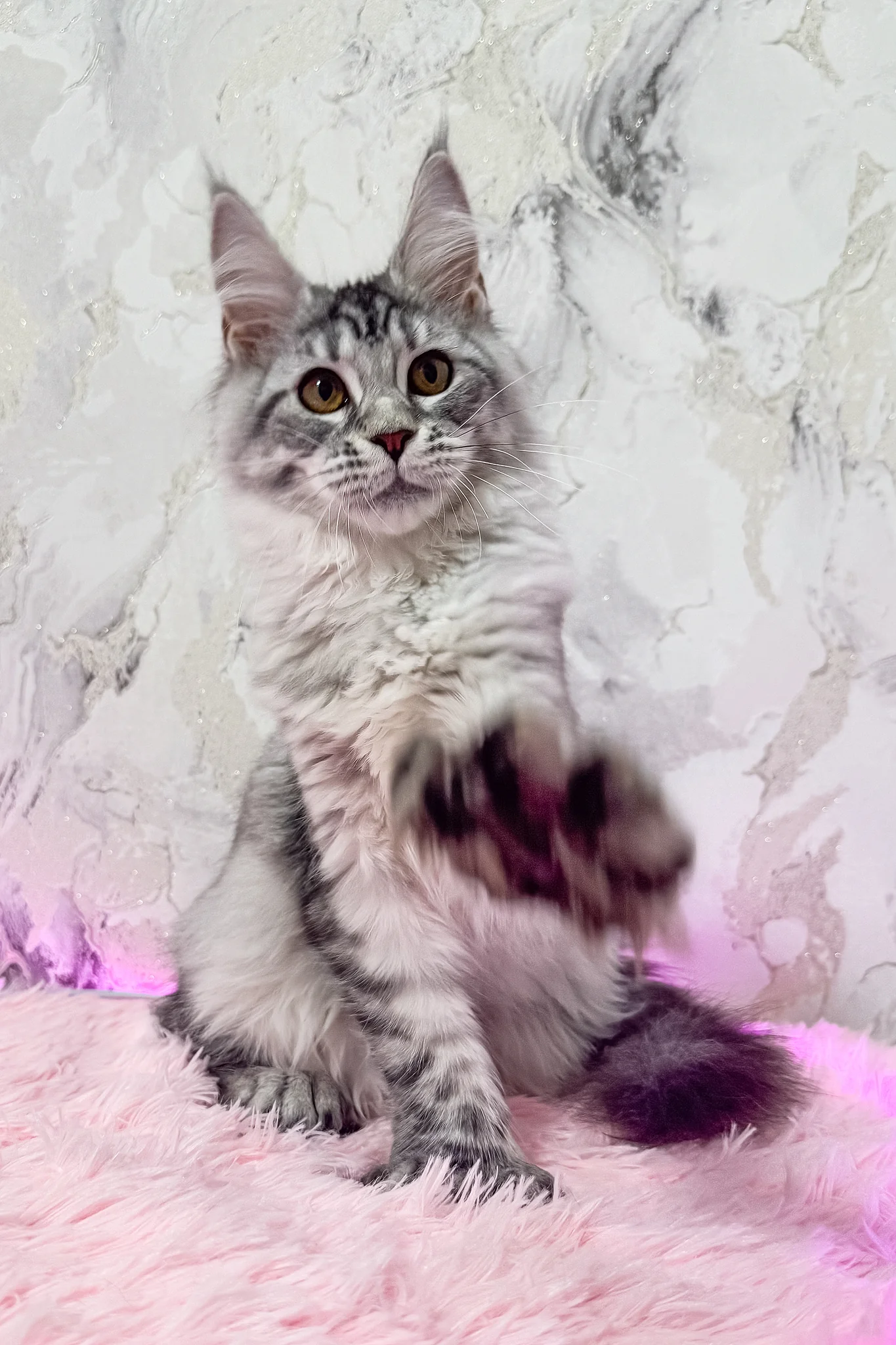 Lindsay | Polydactyl Maine Coon Kitten - Image 4