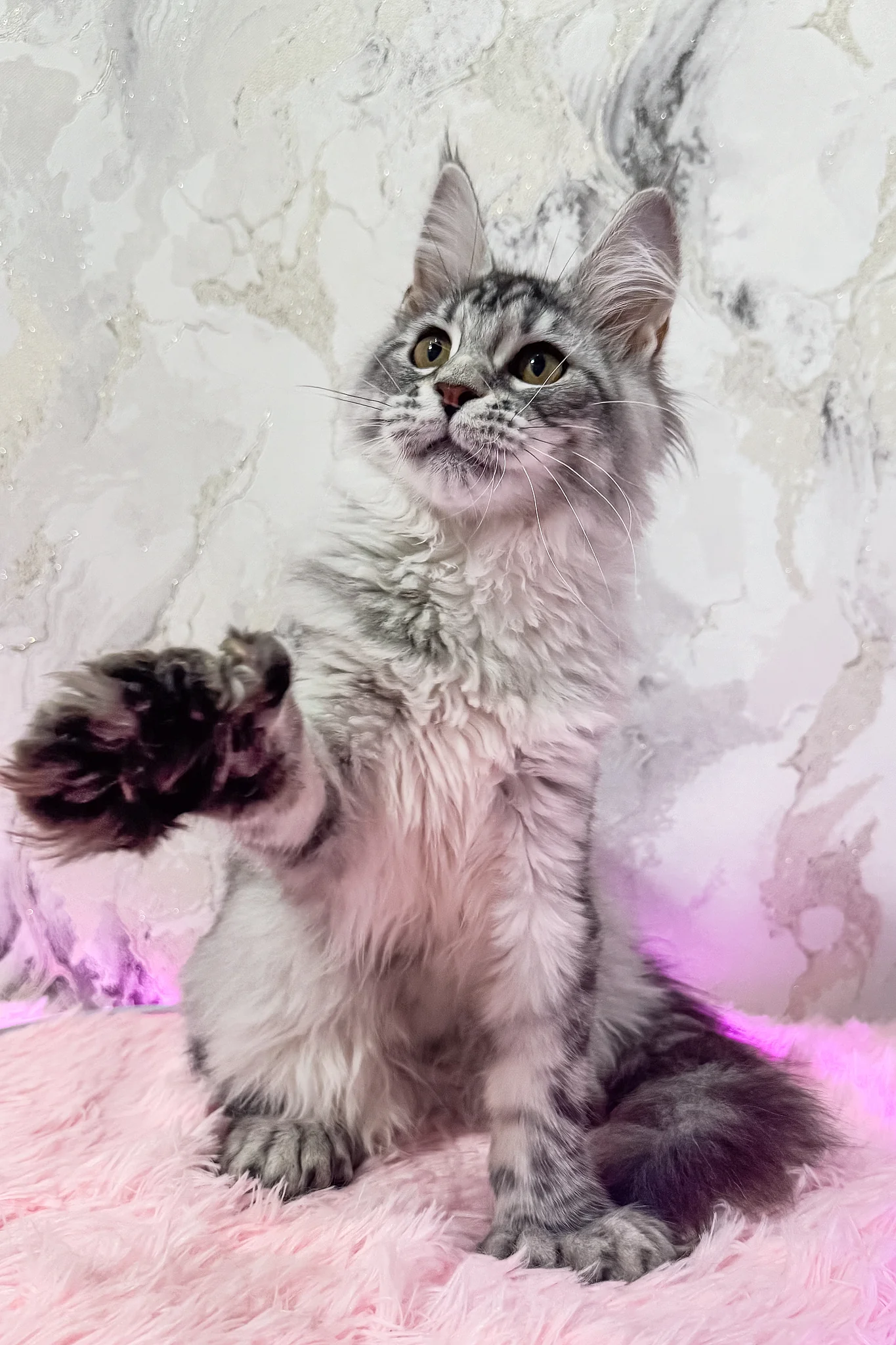 Lindsay | Polydactyl Maine Coon Kitten - Image 5