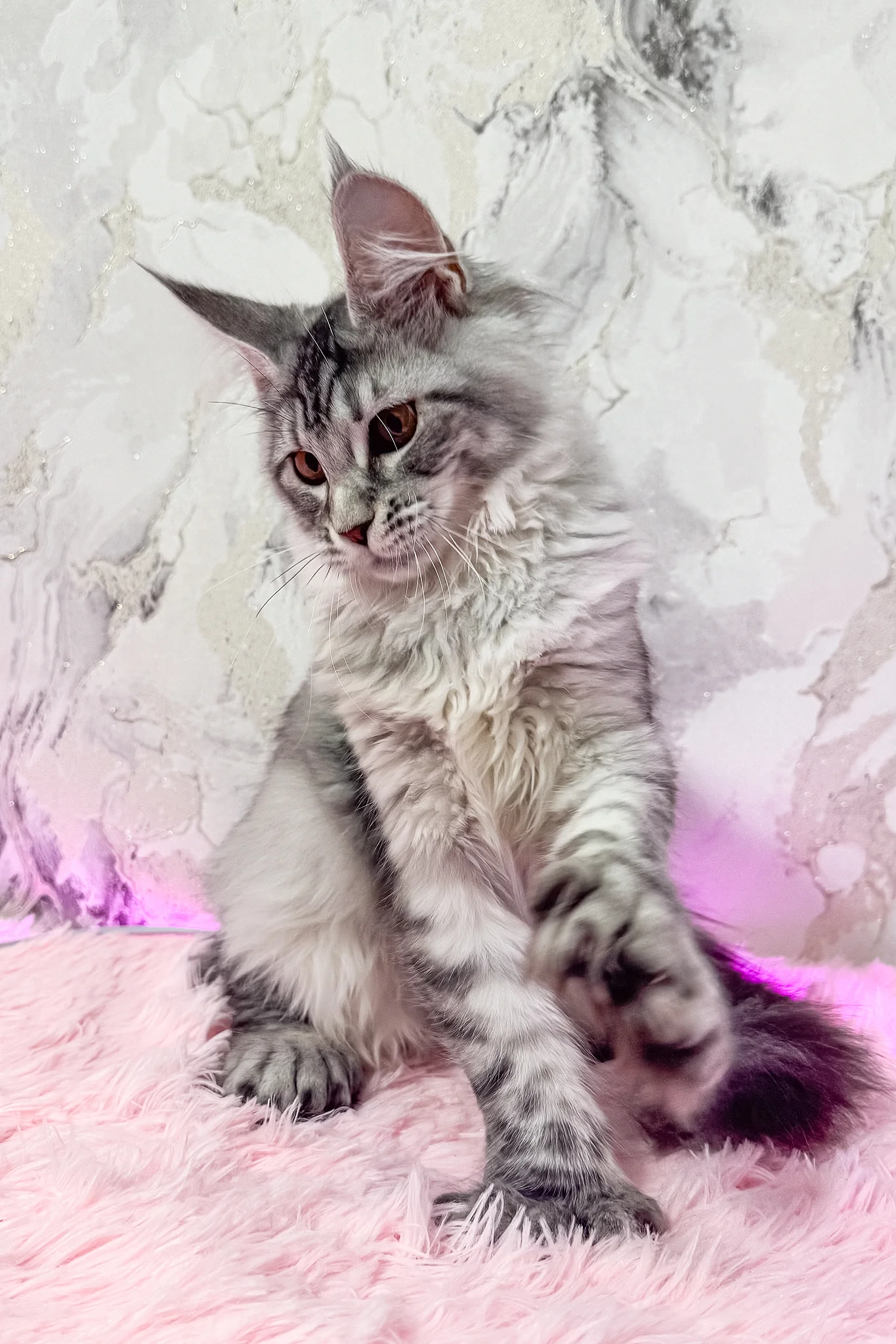 Lindsay | Polydactyl Maine Coon Kitten - Image 6