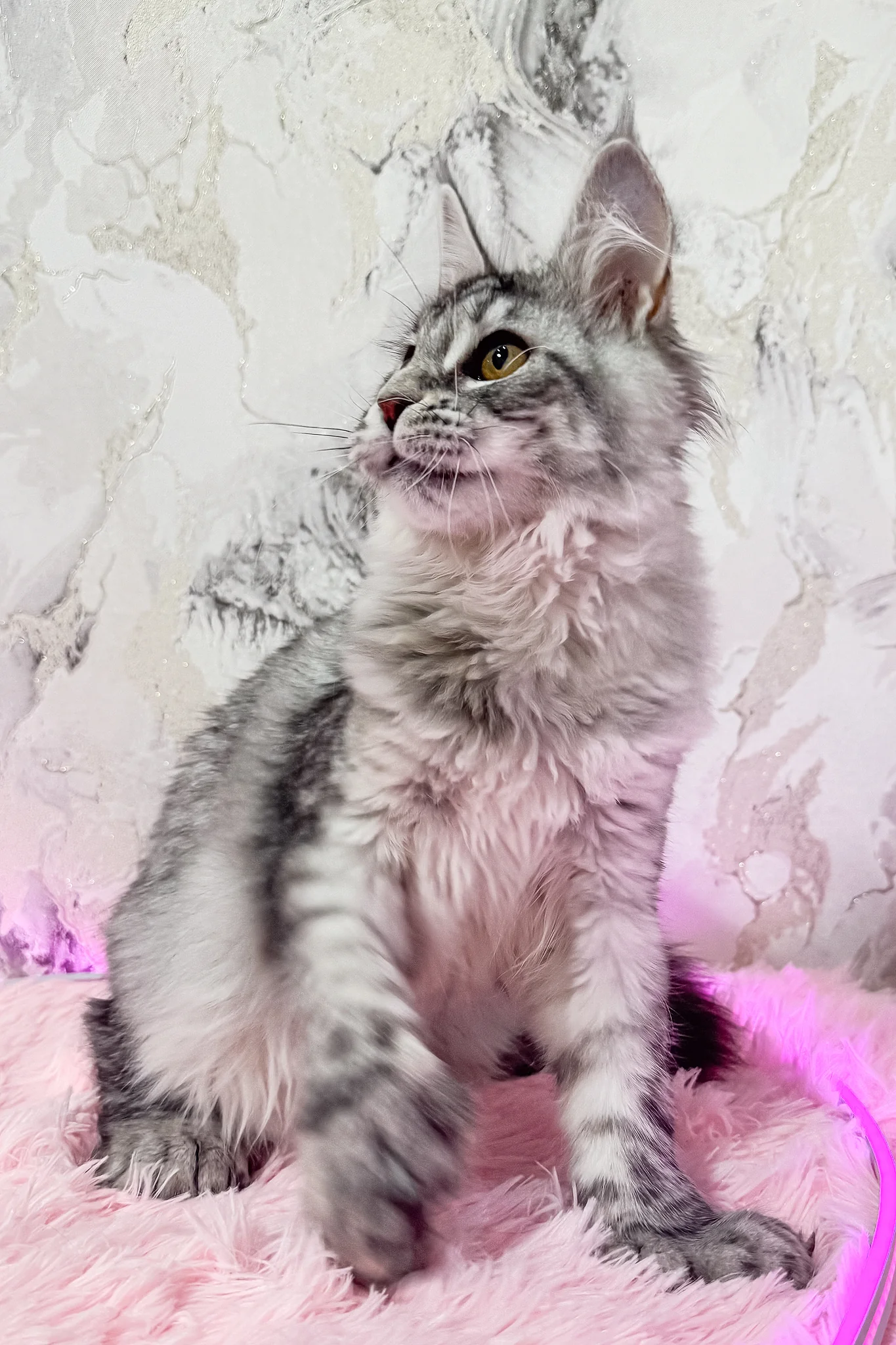 Lindsay | Polydactyl Maine Coon Kitten - Image 7