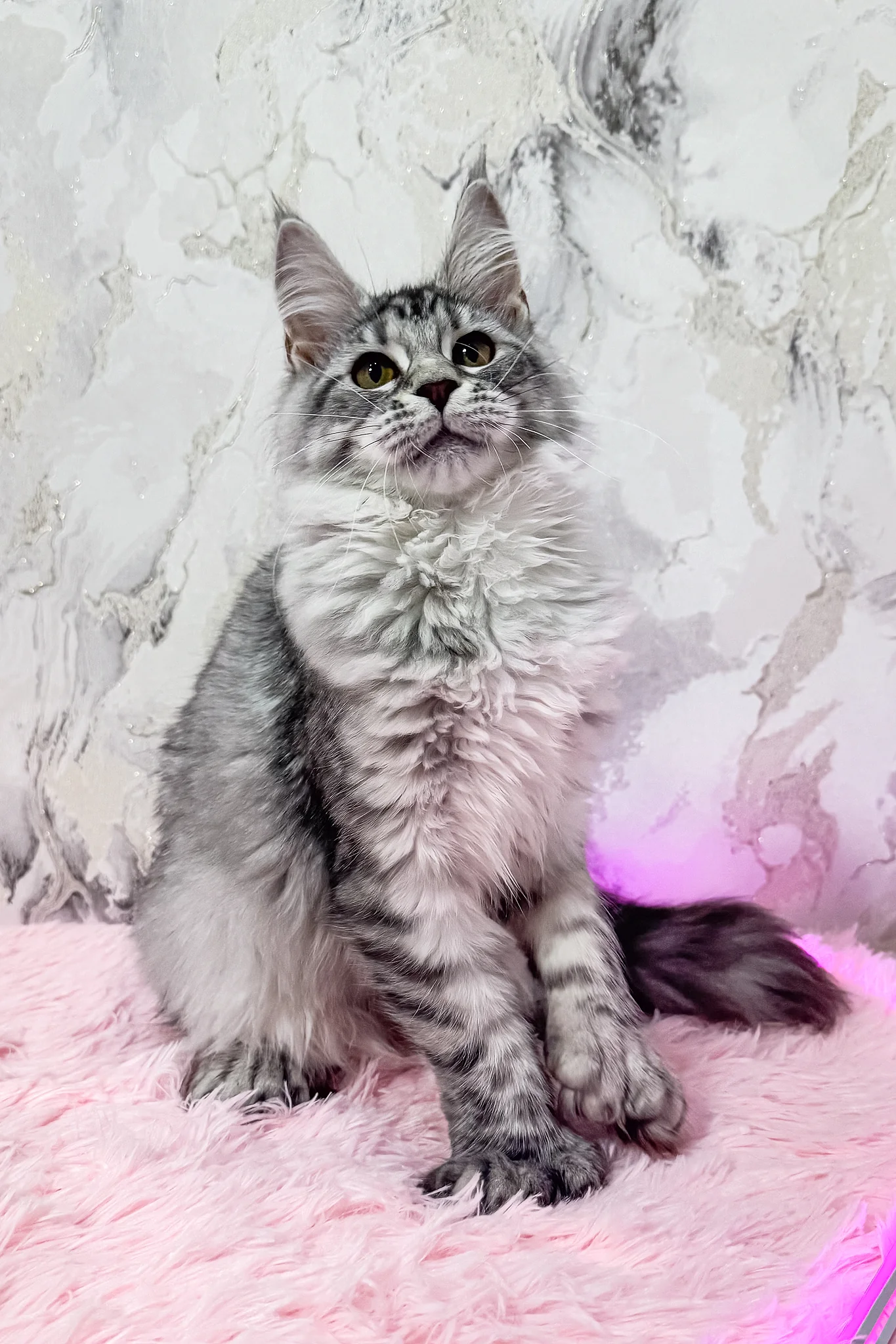 Lindsay | Polydactyl Maine Coon Kitten - Image 8