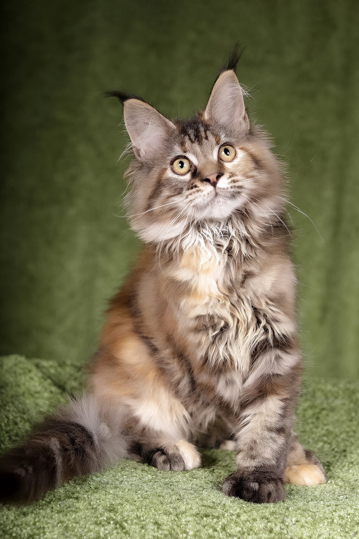 Lusy | Polydactyl Maine Coon Kitten - Image 2