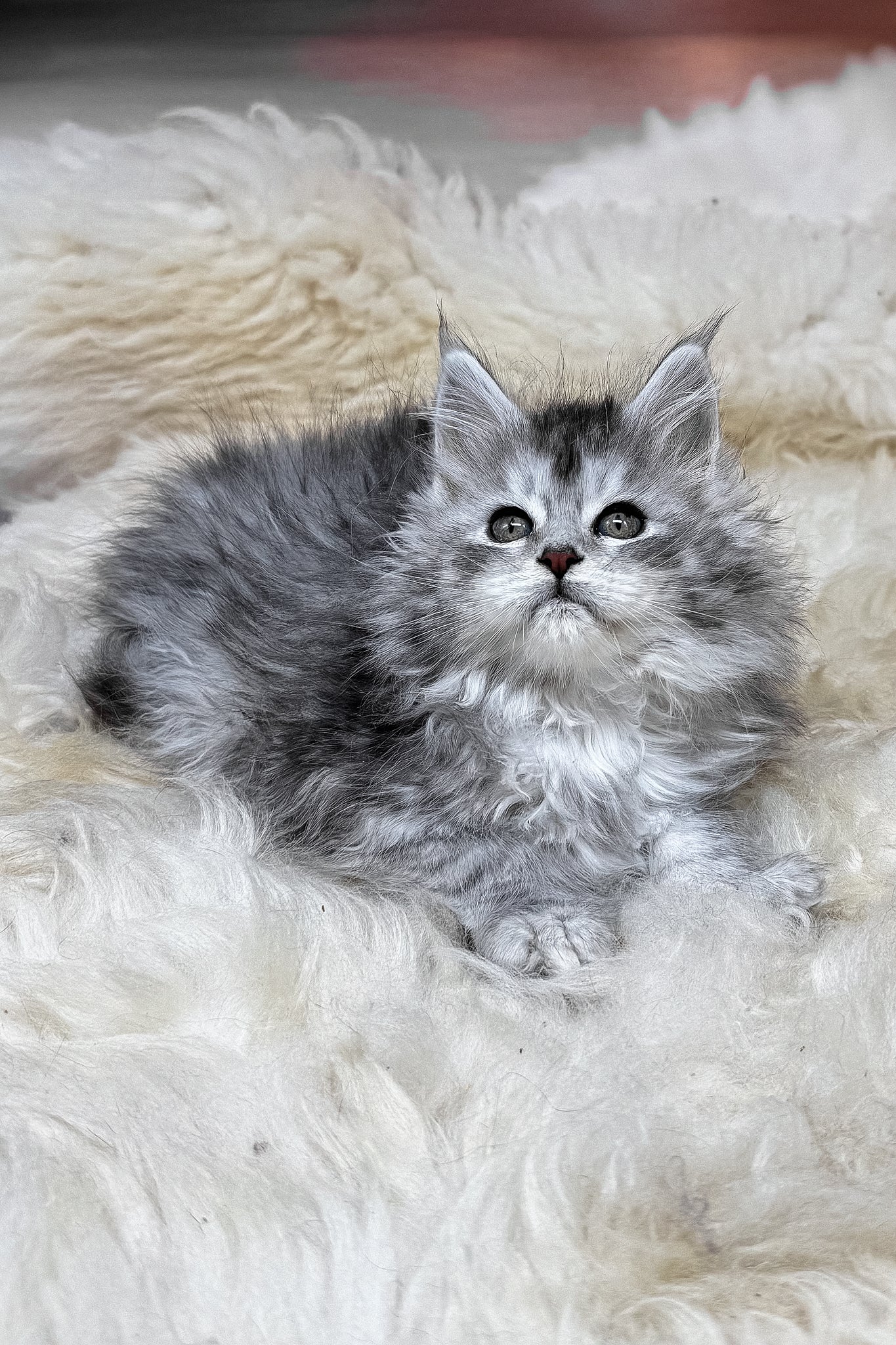 Milanya | Polydactyl Maine Coon Kitten - Image 3