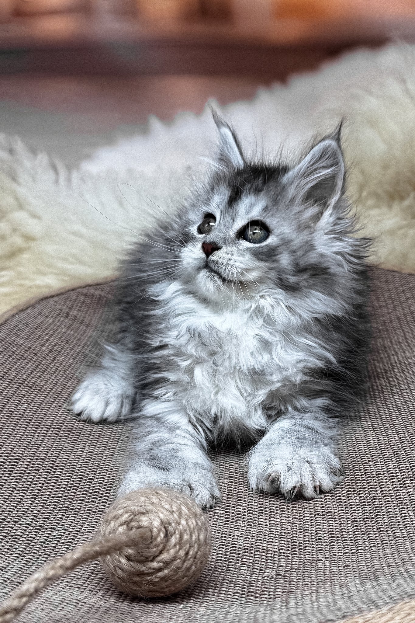 Milanya | Polydactyl Maine Coon Kitten - Image 8