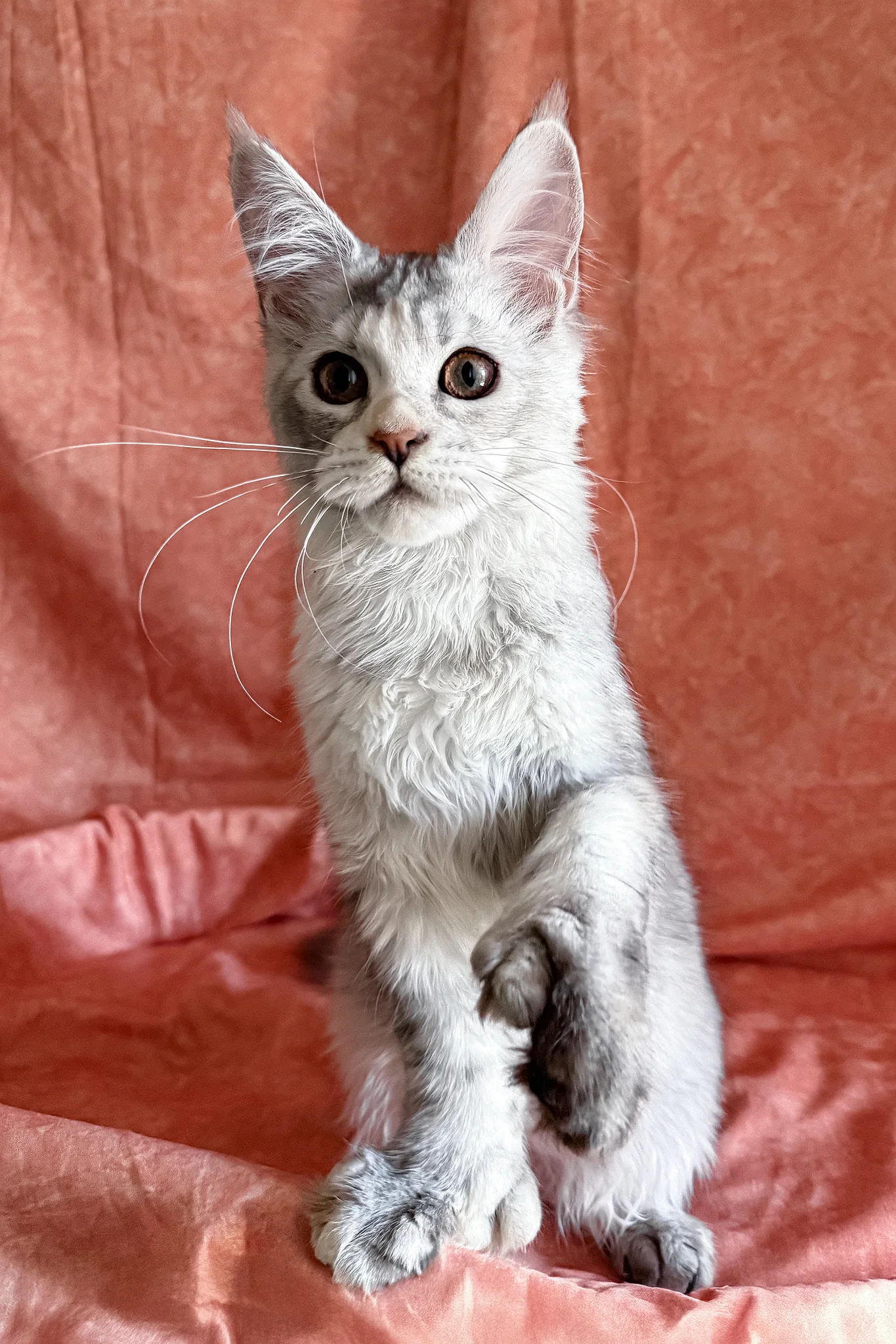 Oleira | Polydactyl Maine Coon Kitten - Image 12