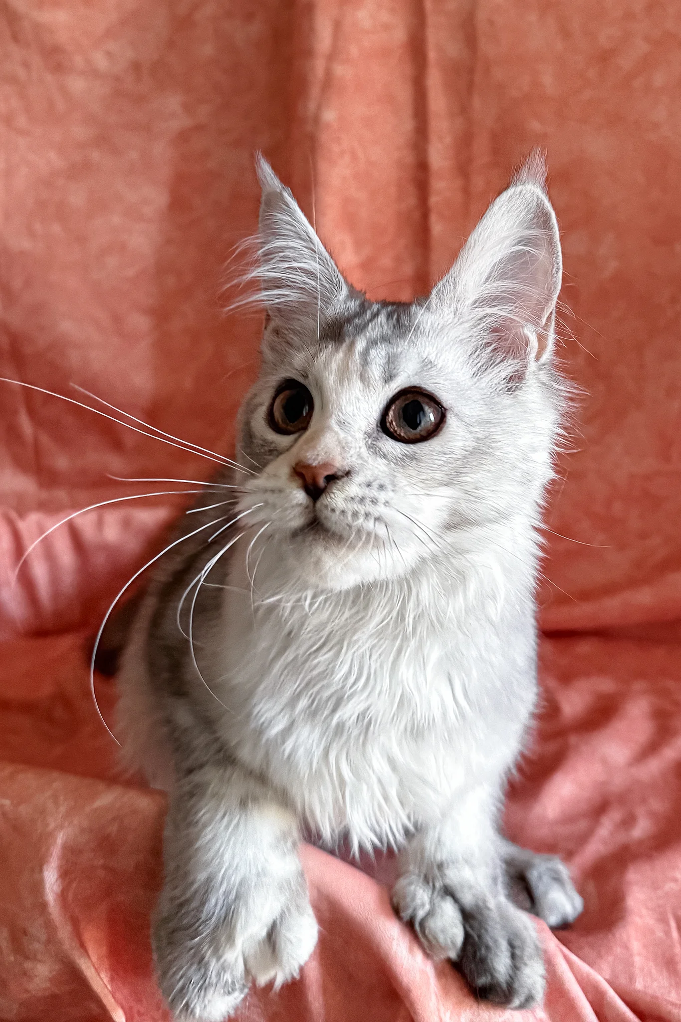 Oleira | Polydactyl Maine Coon Kitten - Image 2