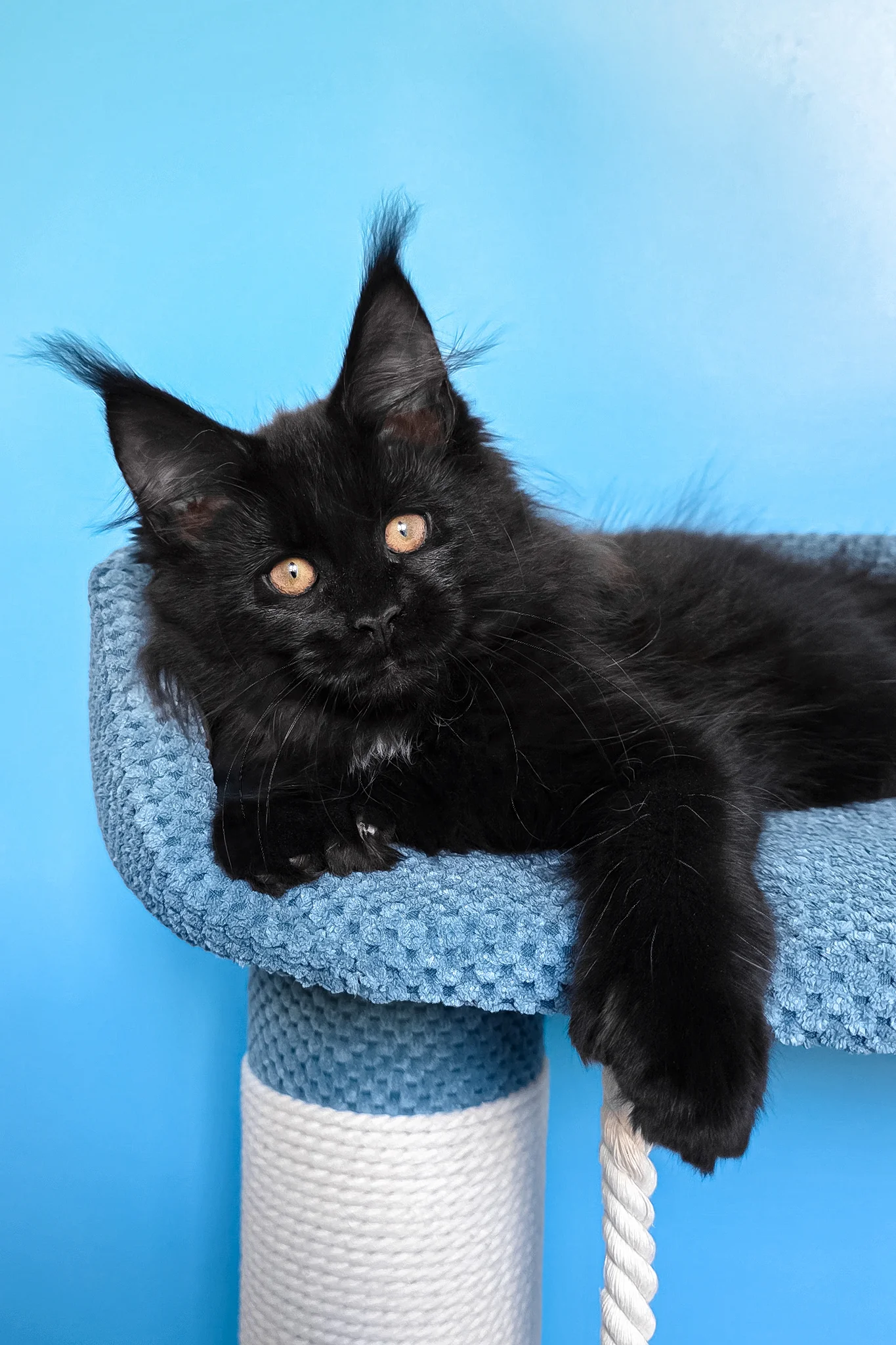Omalia | Polydactyl Maine Coon Kitten - Image 10