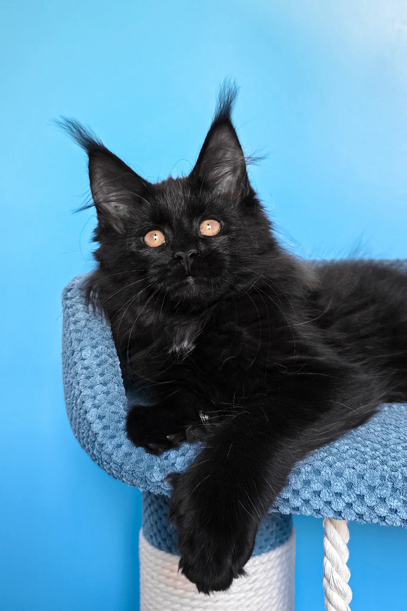 Omalia | Polydactyl Maine Coon Kitten - Image 2