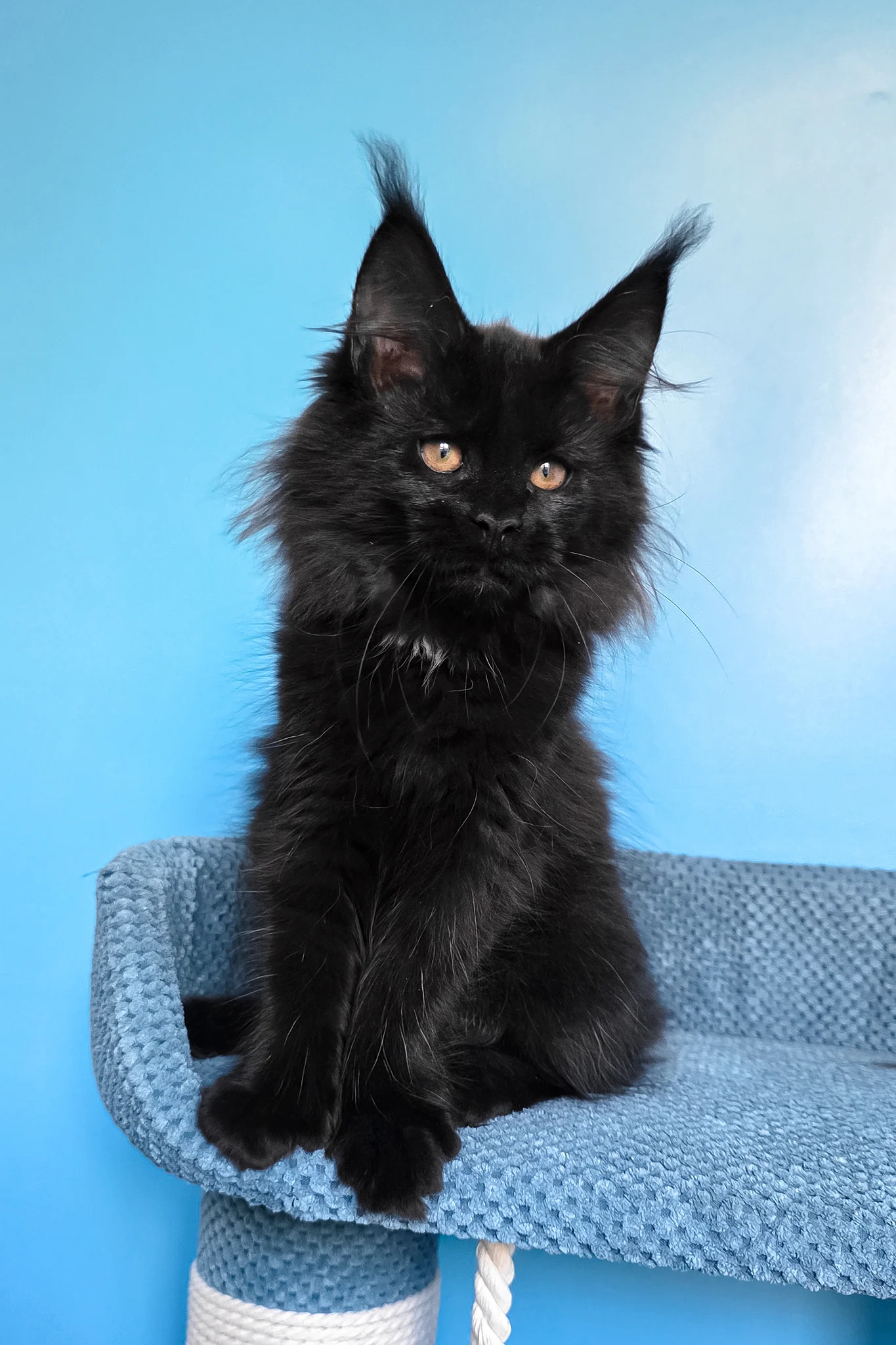 Omalia | Polydactyl Maine Coon Kitten - Image 4