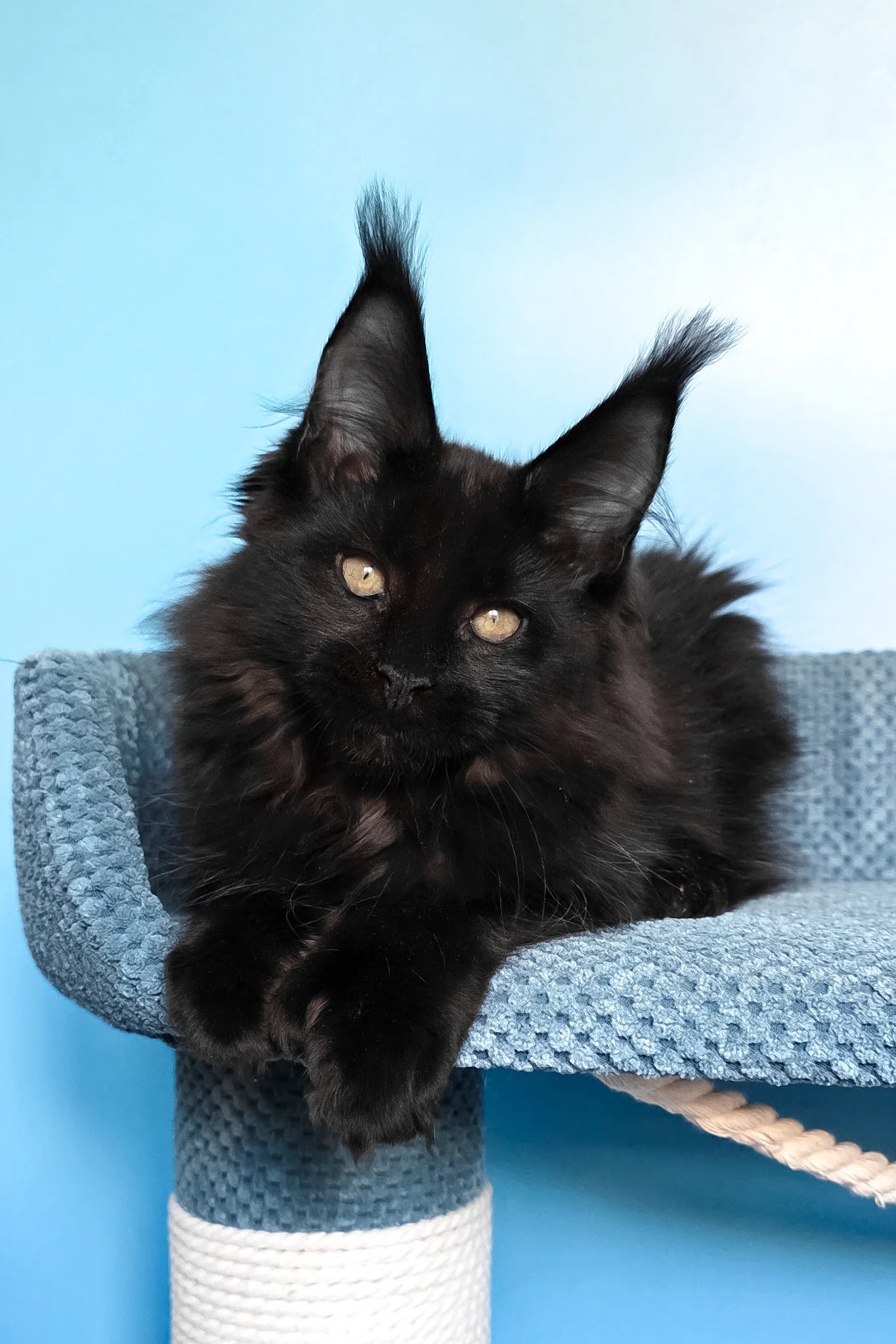 Persia | Polydactyl Maine Coon Kitten - Image 4