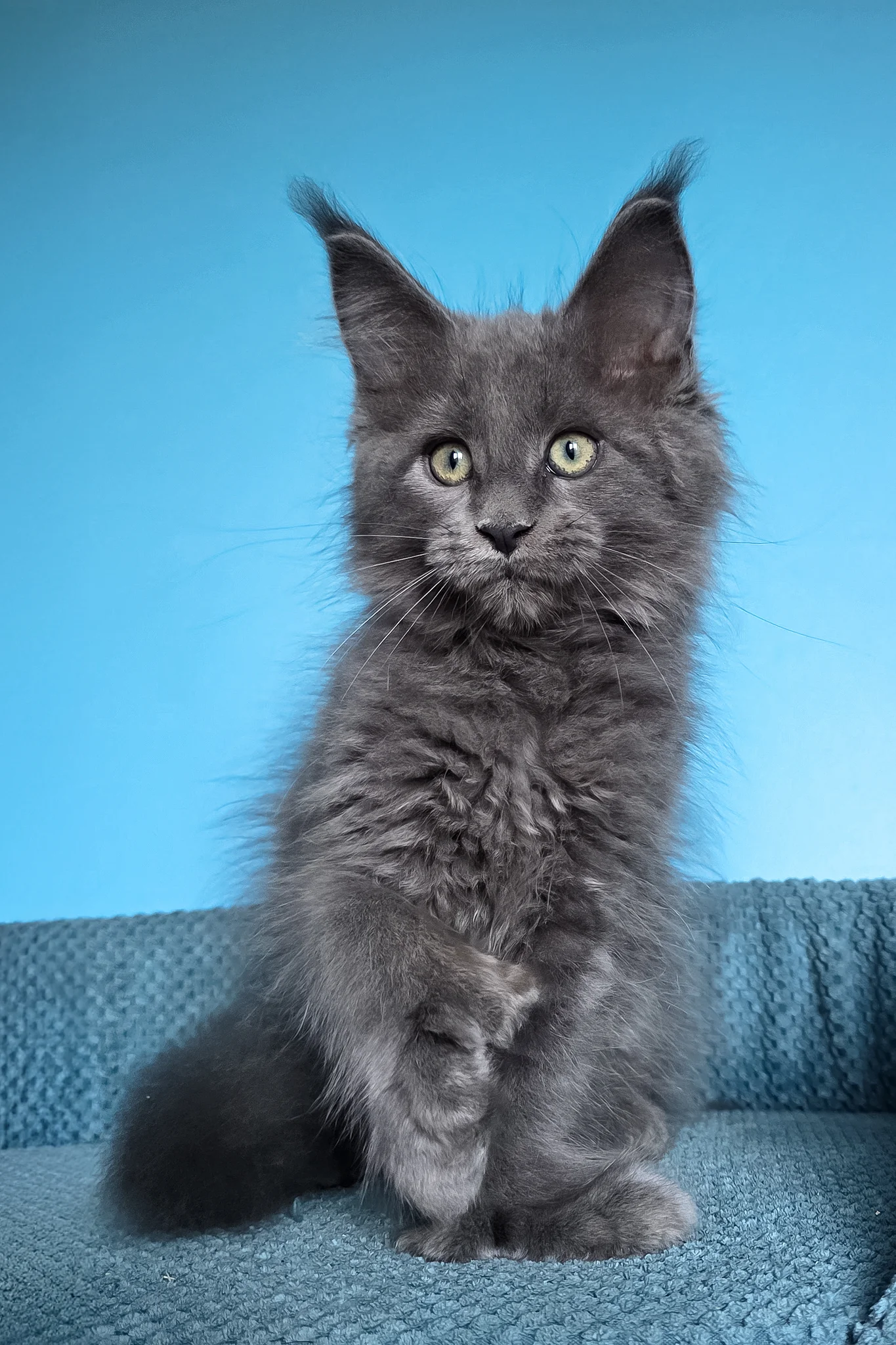 Umka | Polydactyl Maine Coon Kitten - Image 2