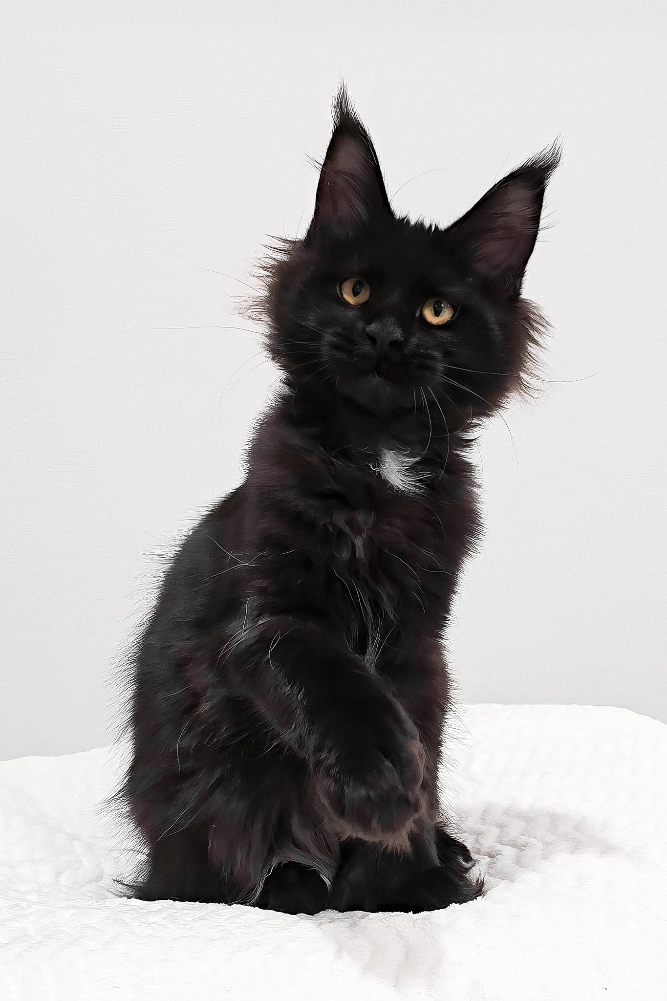 Wednesday | Polydactyl Maine Coon Kitten - Image 6