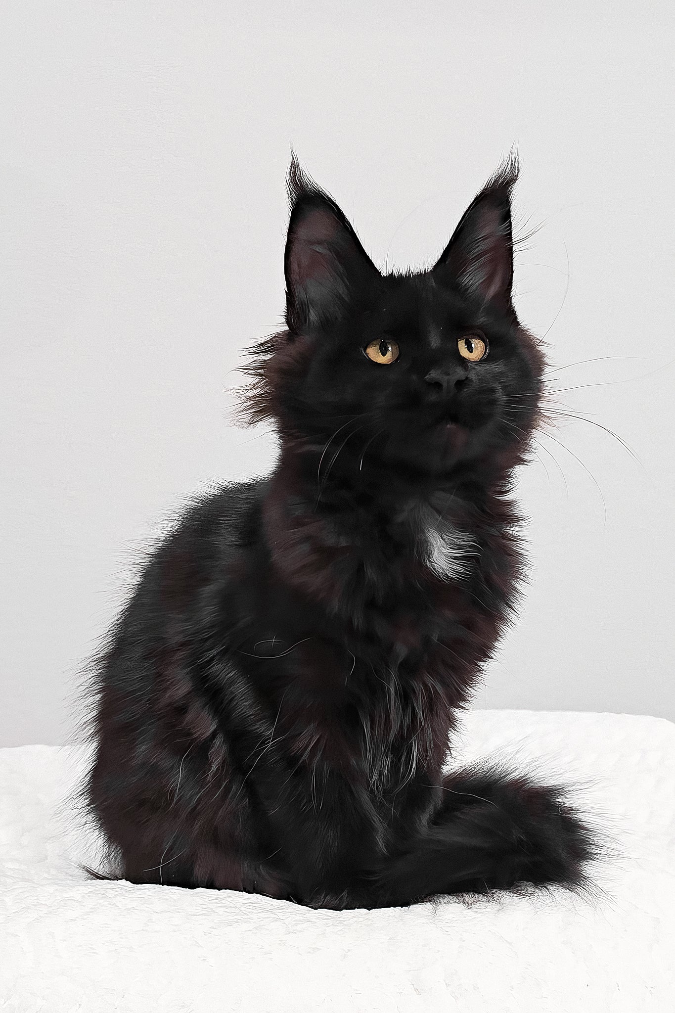 Wednesday | Polydactyl Maine Coon Kitten - Image 9