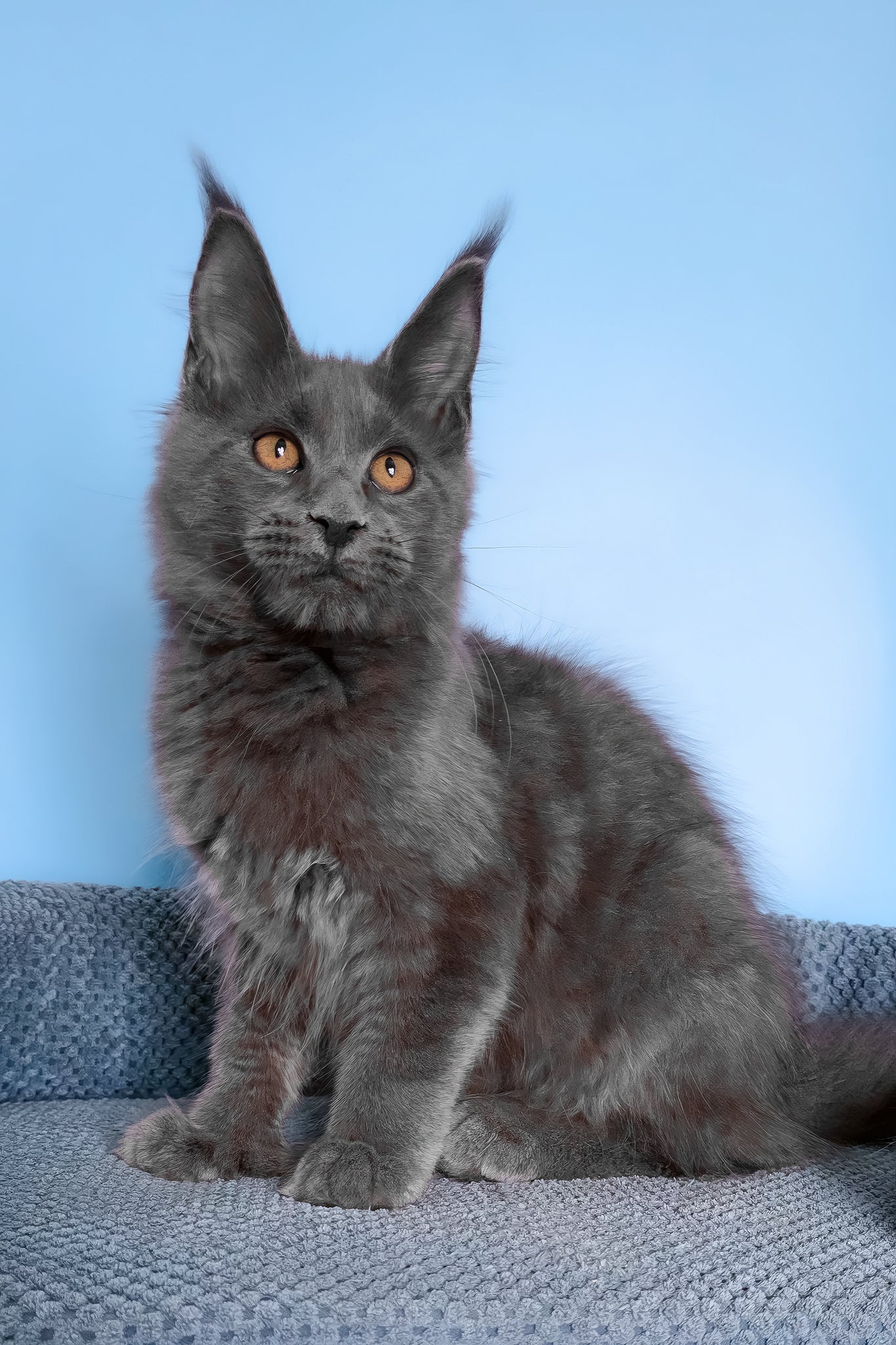 Yana | Polydactyl Maine Coon Kitten - Image 9