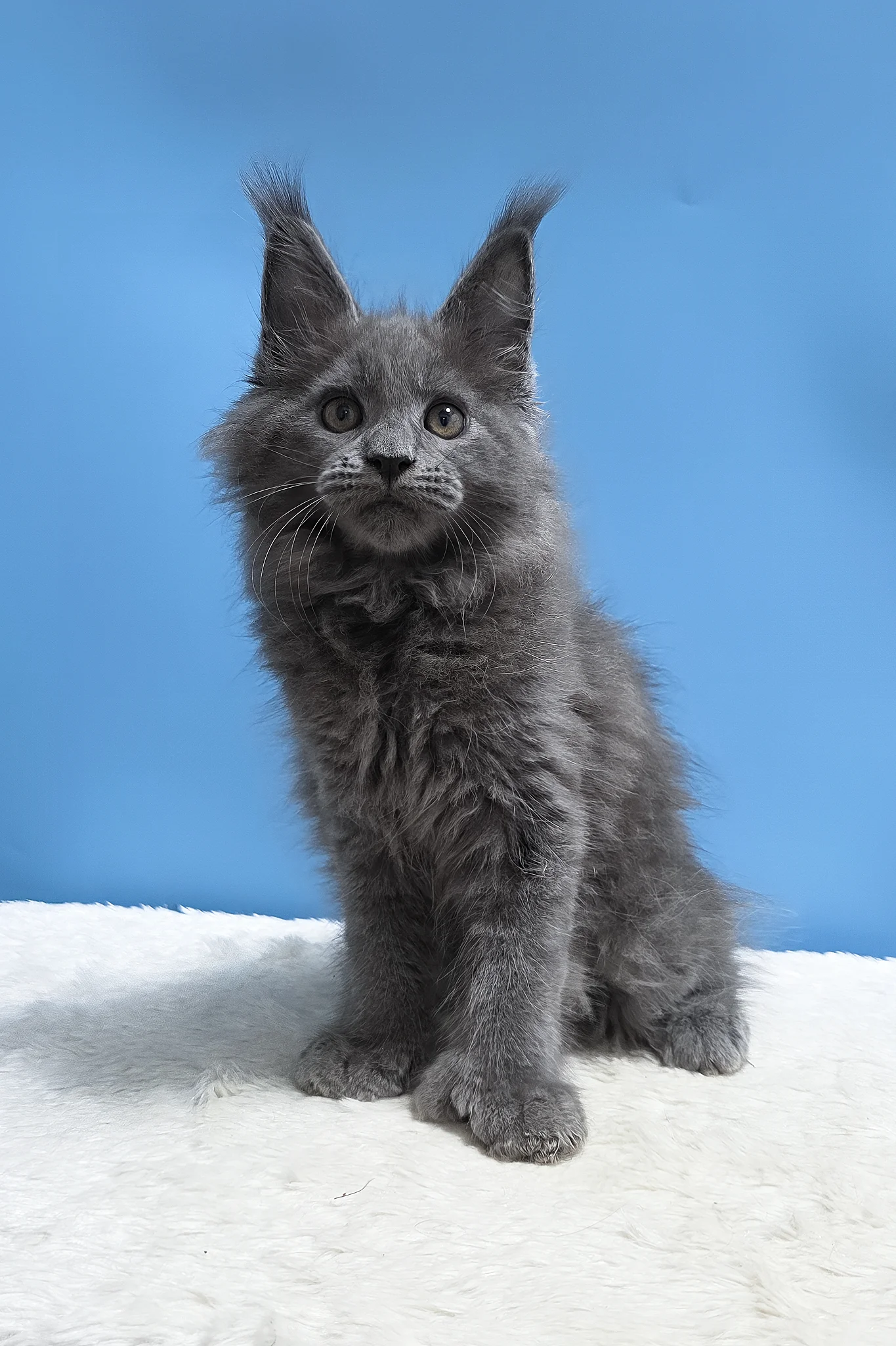 Yanessa | Polydactyl Maine Coon Kitten - Image 3