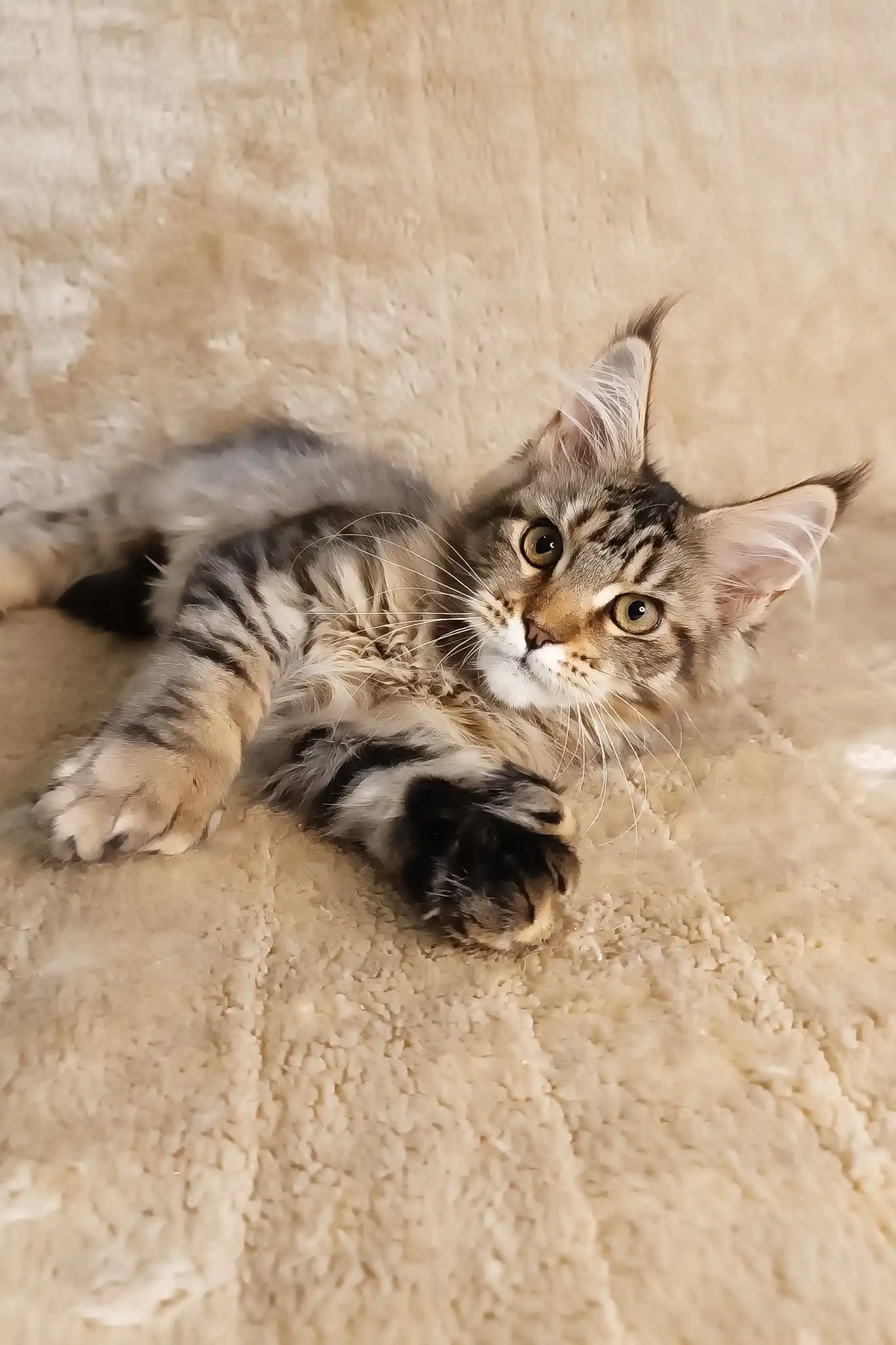 Stephanie | Polydactyl Maine Coon