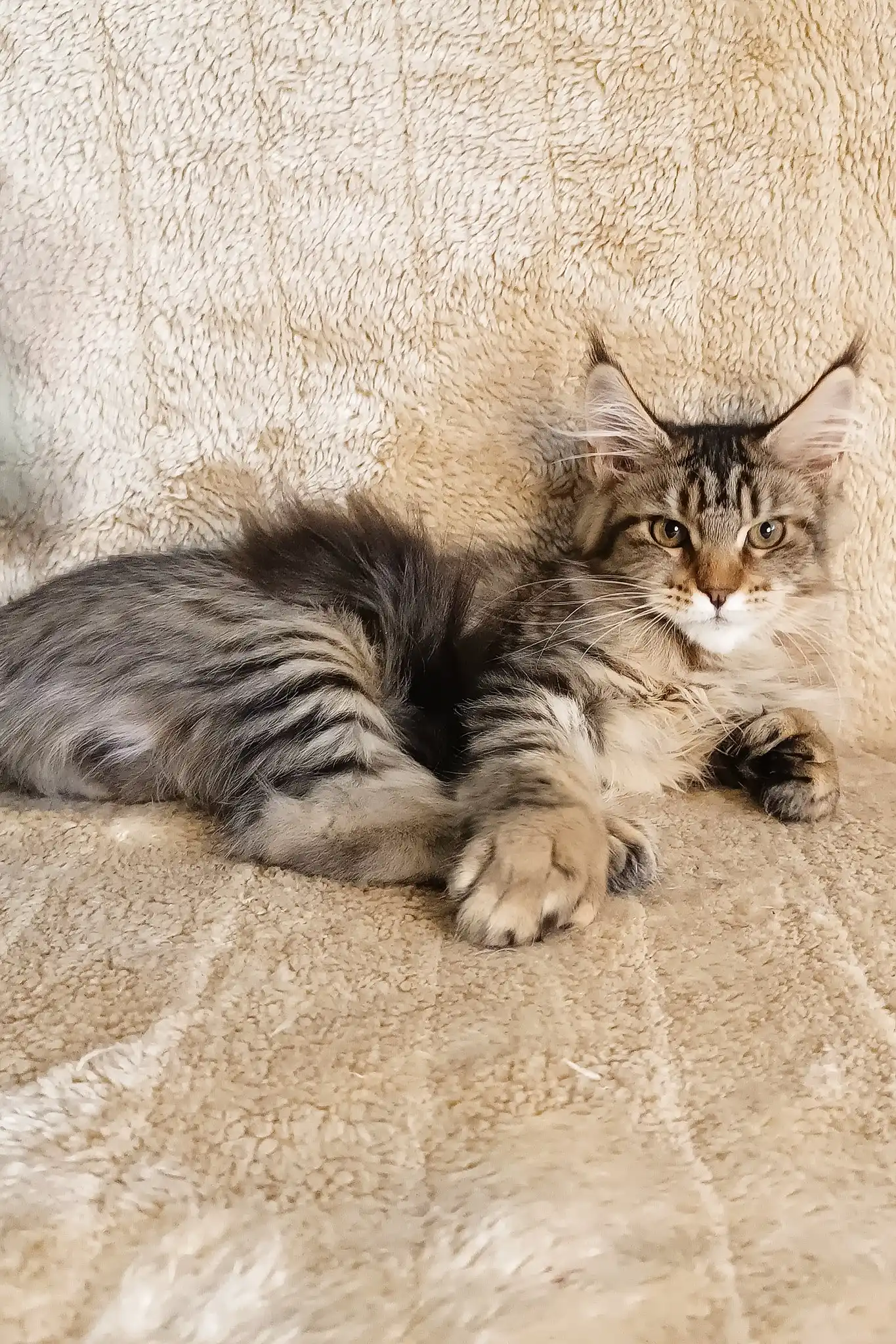 Stephanie | Polydactyl Maine Coon - Image 2