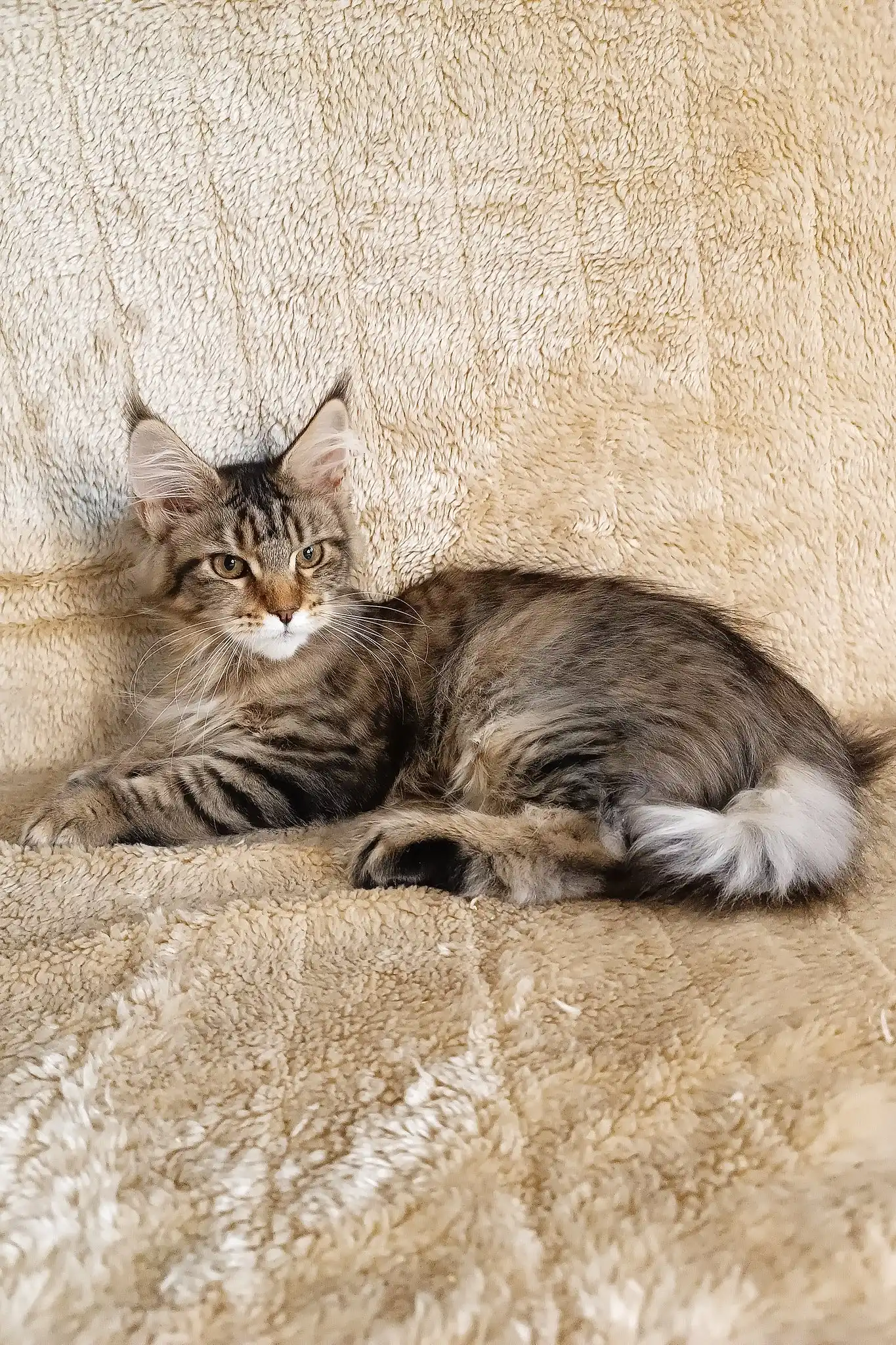 Stephanie | Polydactyl Maine Coon - Image 3