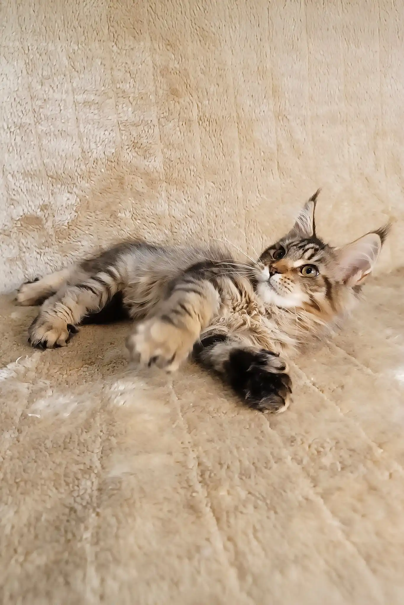 Stephanie | Polydactyl Maine Coon - Image 4