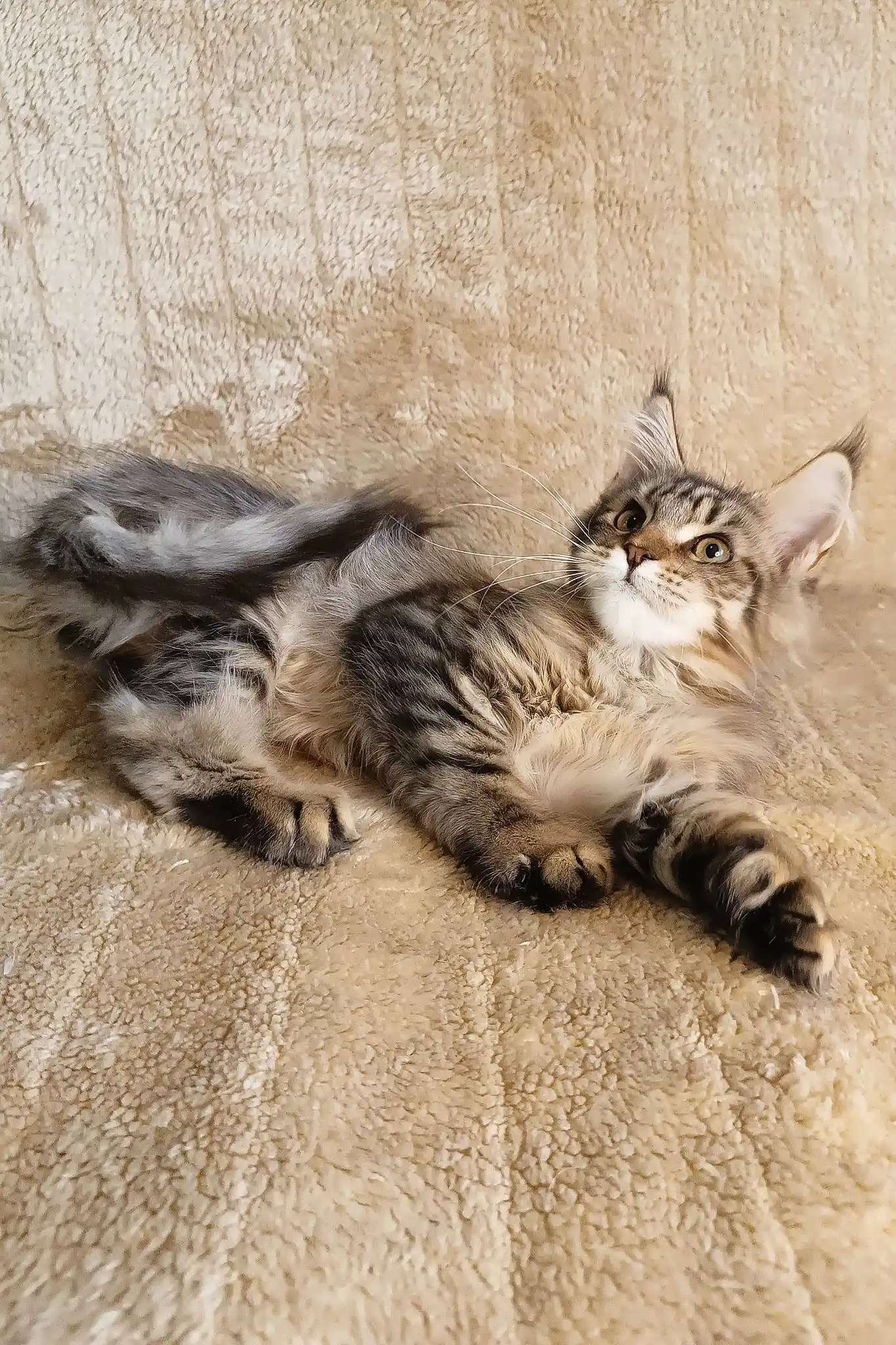 Stephanie | Polydactyl Maine Coon - Image 5