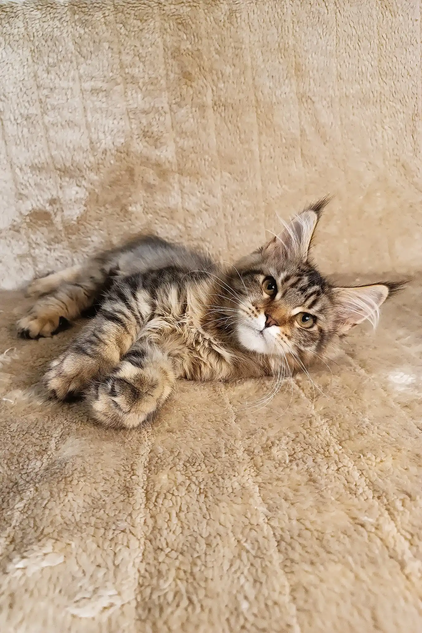Stephanie | Polydactyl Maine Coon - Image 6