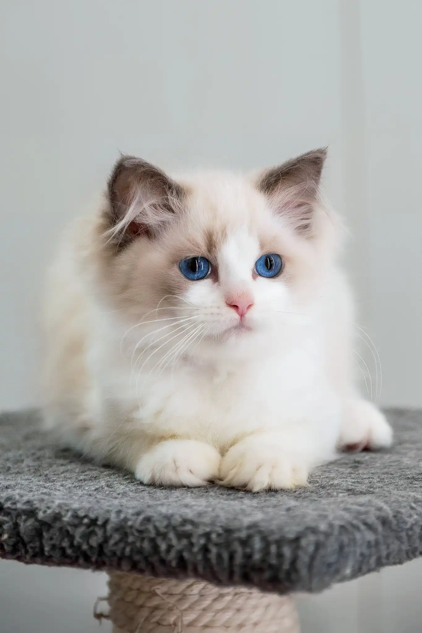 Gabriella | Ragdoll Kitten - Image 2