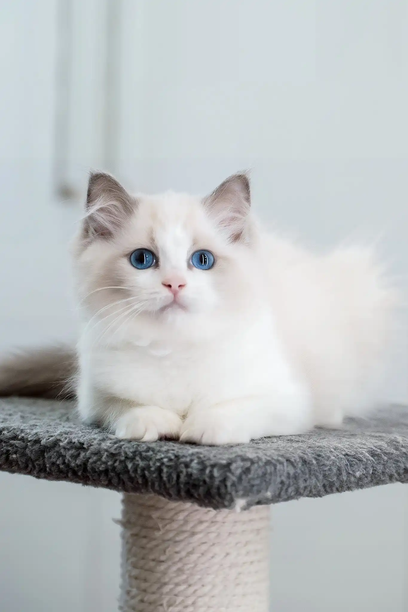 Gerda | Ragdoll Kitten - Image 2