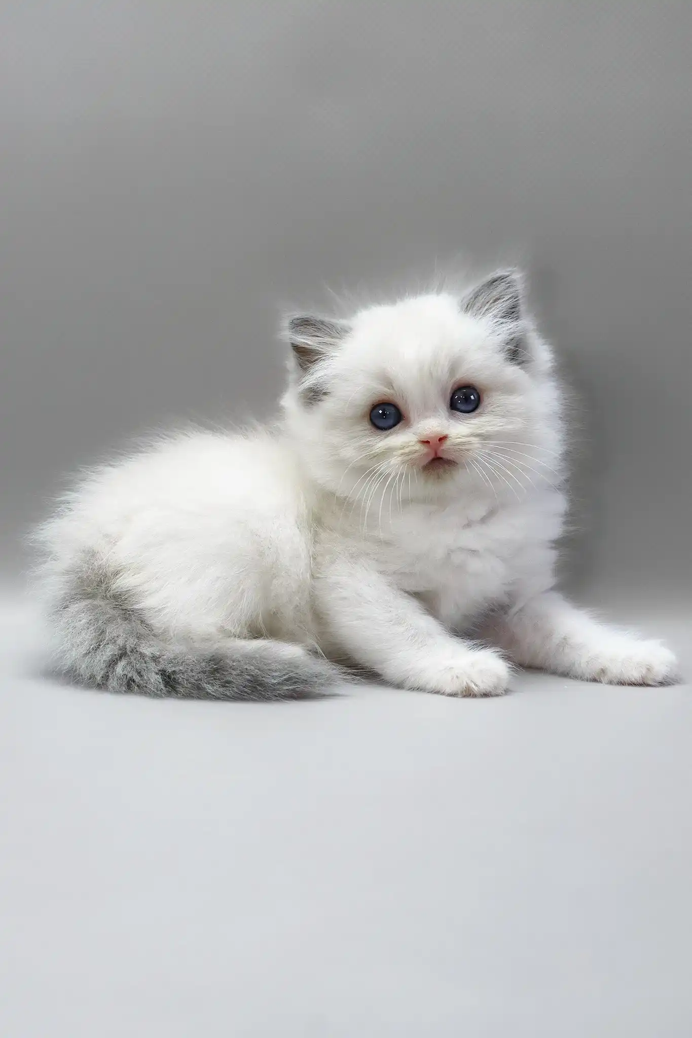 Hope | Ragdoll Kitten - Image 2