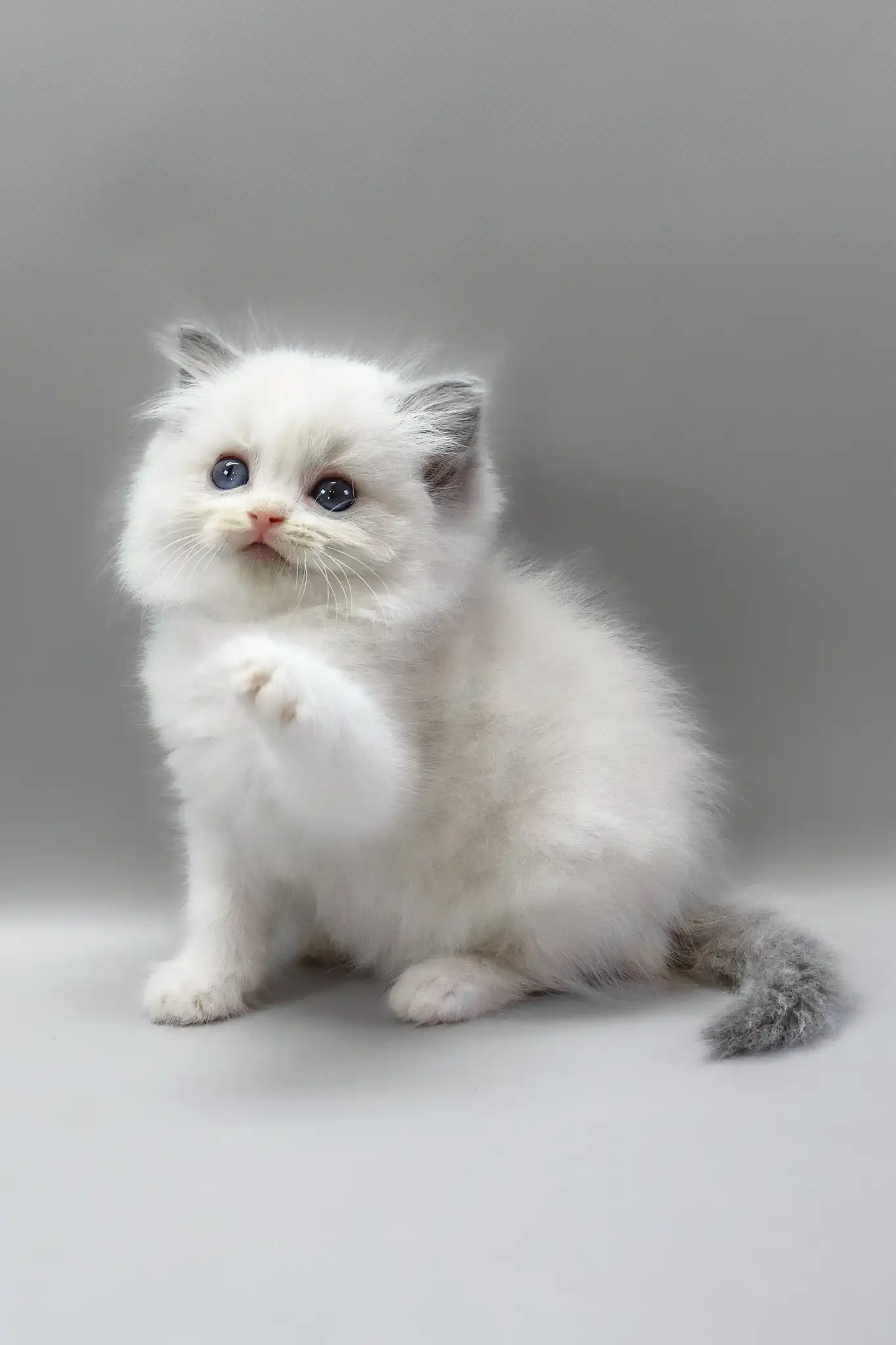 Hope | Ragdoll Kitten - Image 8