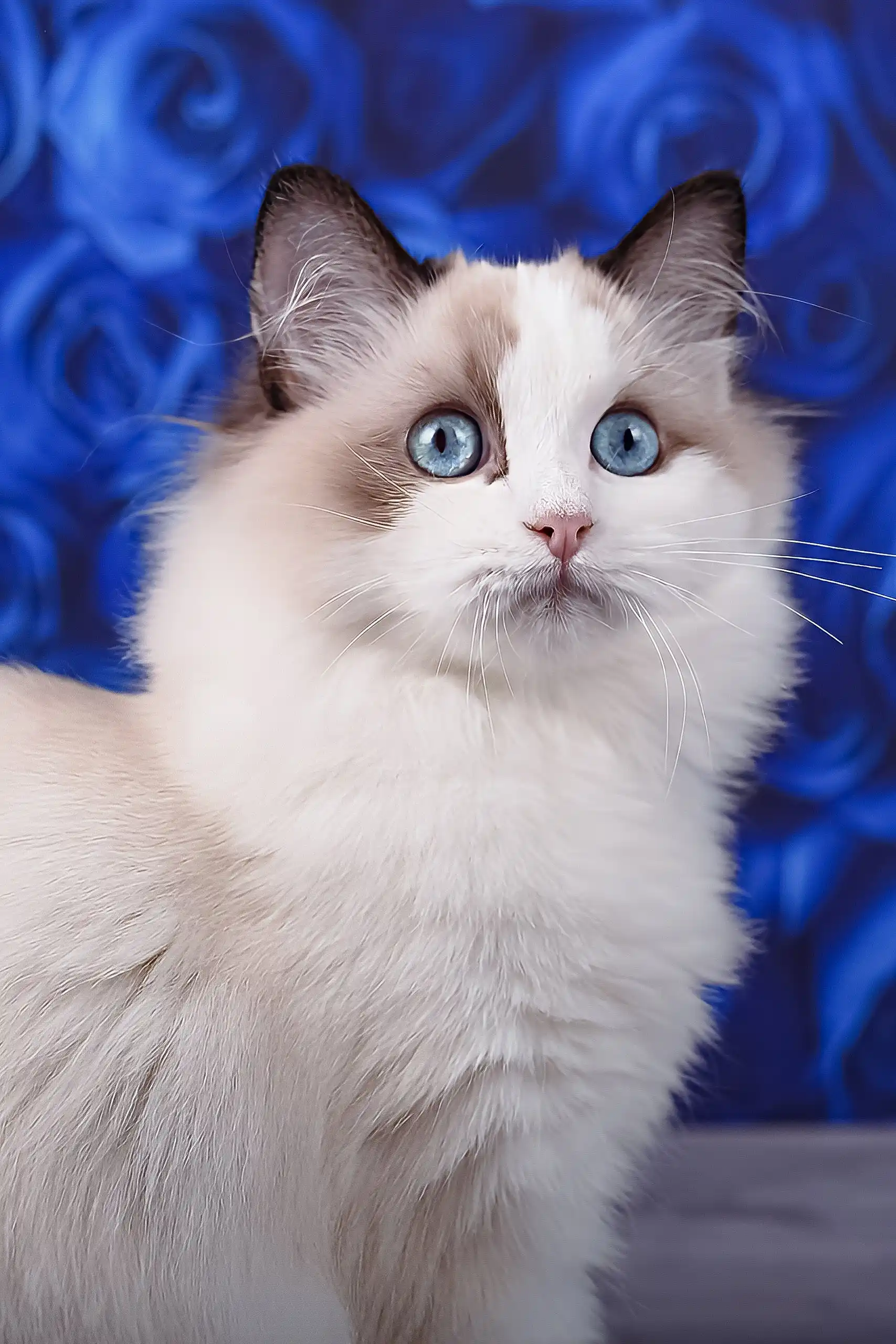 Mallow | Ragdoll Kitten - Image 3