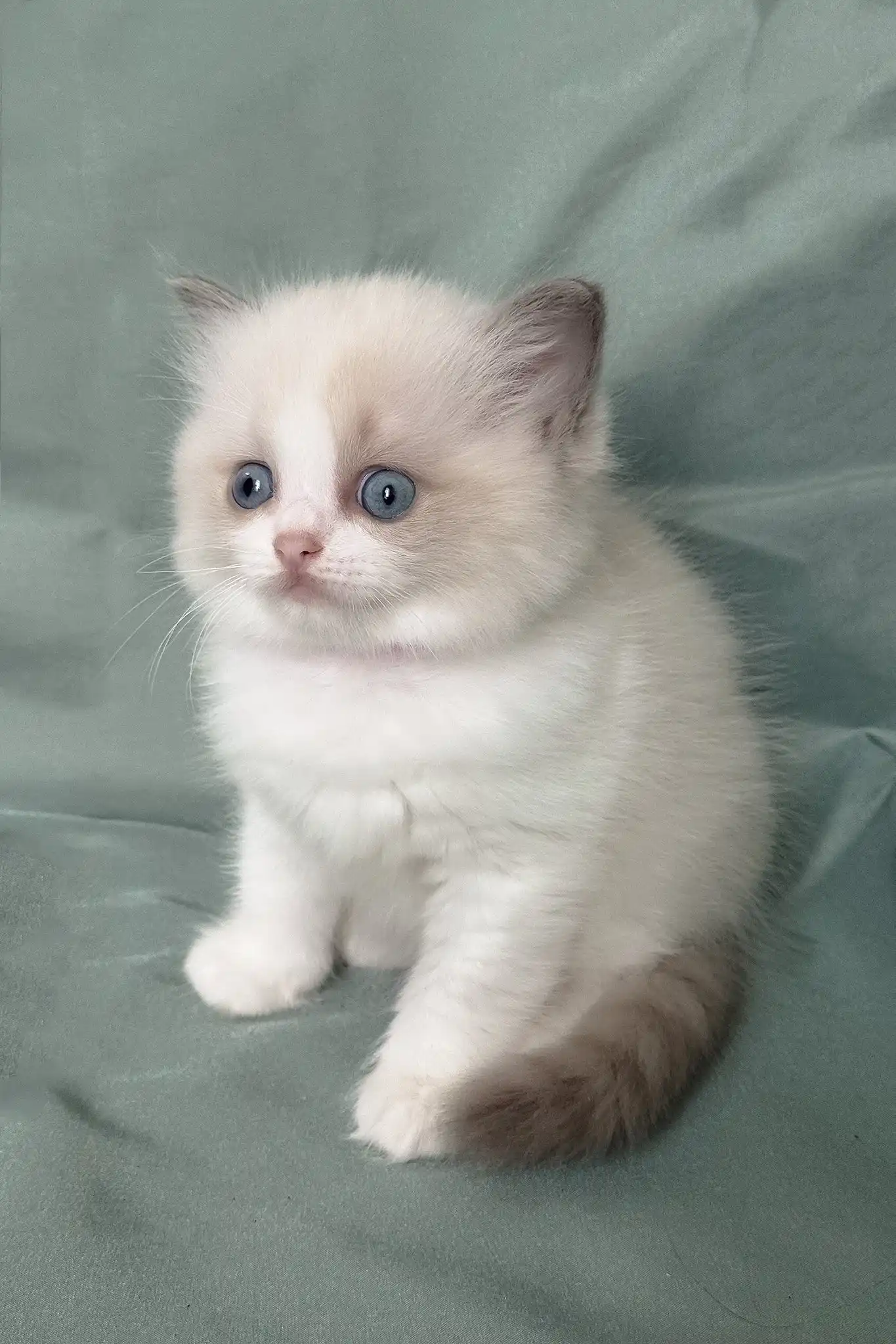 Matilda | Ragdoll Kitten - Image 4