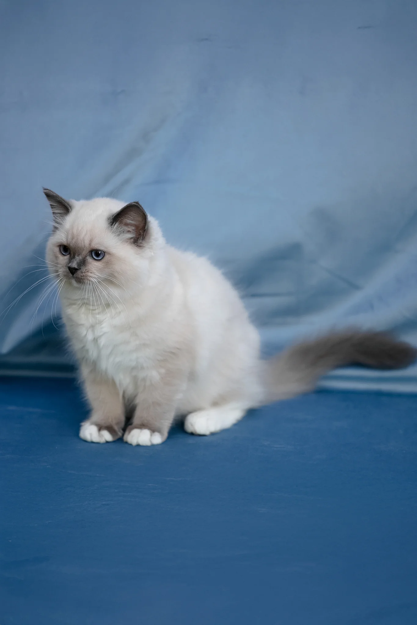 Minnie | Ragdoll Kitten - Image 3
