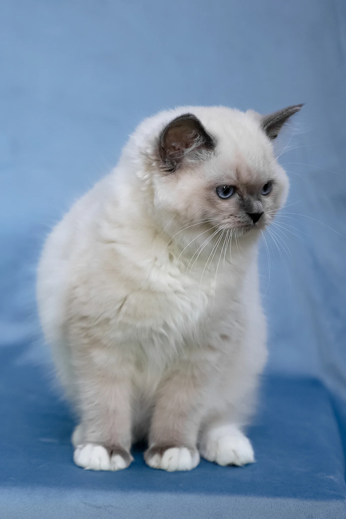 Minnie | Ragdoll Kitten - Image 7