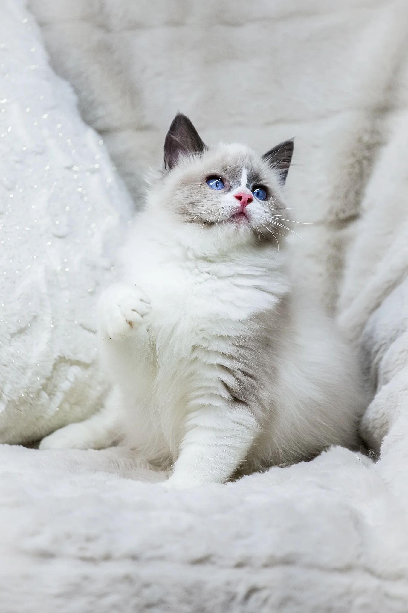 Noelle | Ragdoll Kitten - Image 2
