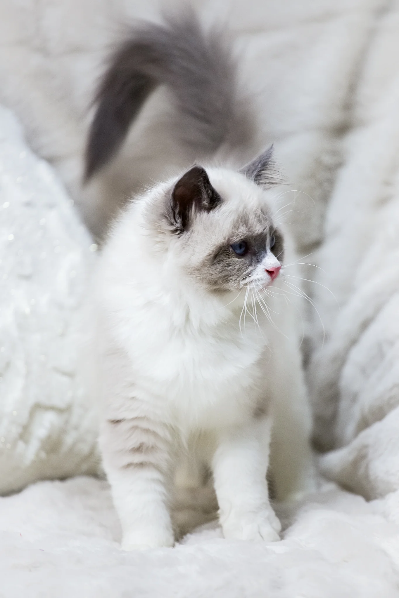 Noelle | Ragdoll Kitten - Image 3
